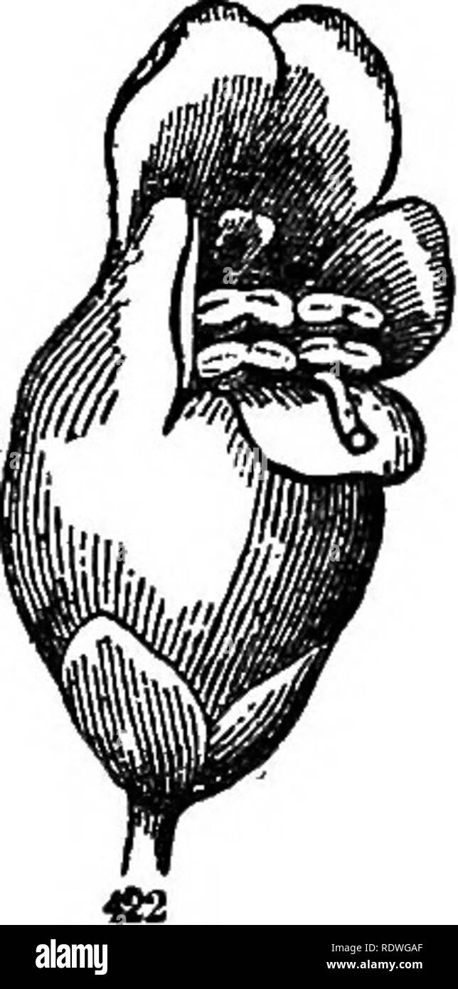 . Fiore di ecologia. Ecologia vegetale; la fecondazione di piante. FIG. 34. Fig. 34. Scrophularia nodosa var Marilandica. 420, 421, fiore precoce pistillo maturo. 423, fiore di un giorno o più tardi twu, pistillo afflosciata, stami maturo. (Dopo il grigio). è inclinata al di sopra del lobo. Miele Api e vespe che largamente impollinare i fiori, approccio dal davanti, entrano in contatto con lo stigma lasciando alcuni del polline su di esso. Il giorno seguente gli stami venite in vista e lo stile diventa afflosciata e poggia sul labbro inferiore. Un insetto. Si prega di notare che queste immagini vengono estratte dalla pagina sottoposta a scansione le immagini che potrebbero ha Foto Stock
