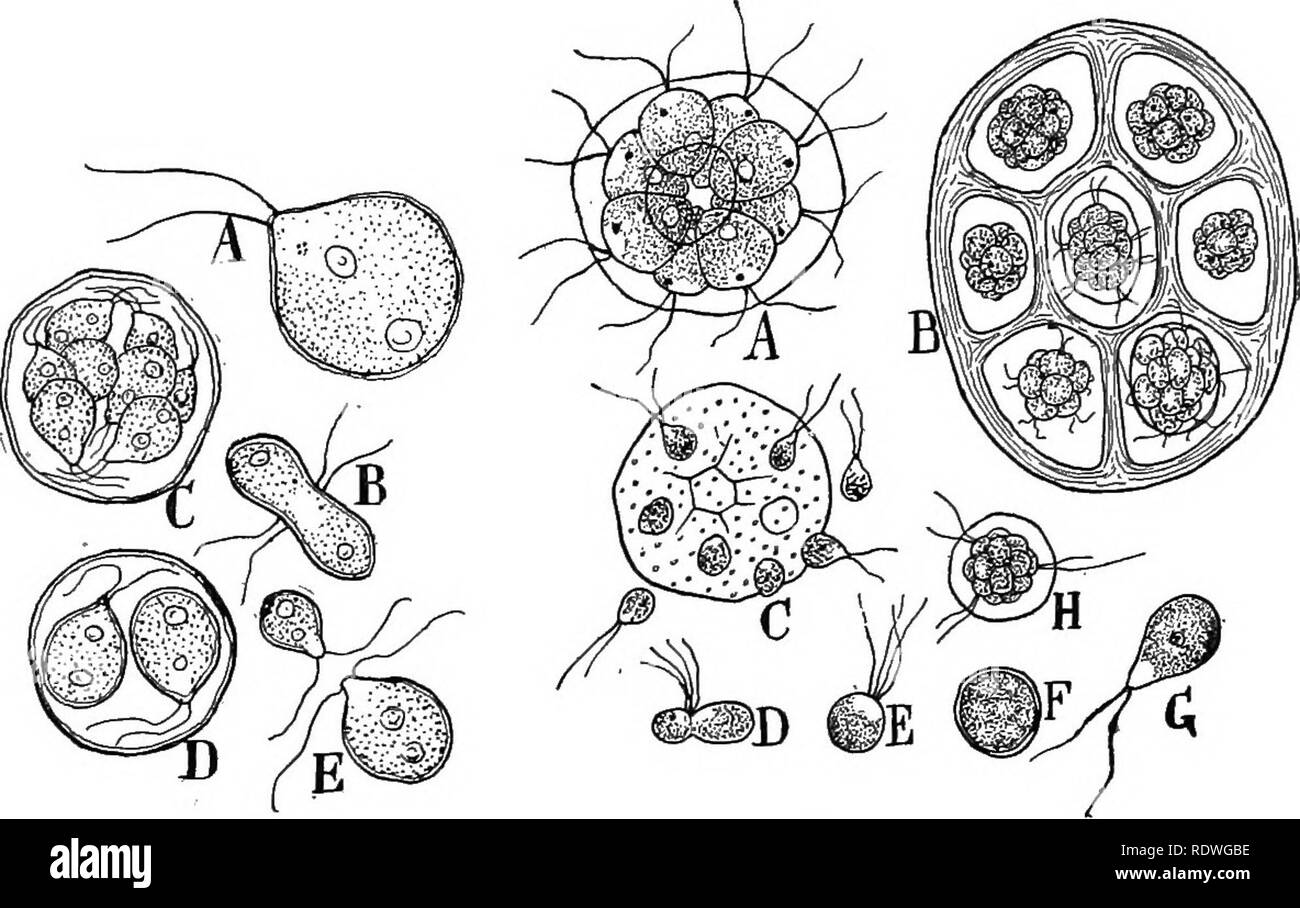 . Natura e lo sviluppo di piante. La botanica. Lo sviluppo di piante 179 verrebbe in gran parte interessati nella riproduzione e altri nella fabbricazione di alimenti, ecc. Questo è essenzialmente lo stato raggiunto dalle nostre piante superiori che può essere parlato di come una colonia di cellule. Pandorina mostra le fasi precedenti della differenziazione dei gameti. Questo impianto è davvero una colonia sferica di circa 16, prac-. FiG. loi. Fig. 102. Fig. ioi. Caratteristiche nella vita la storia di Chlamydomonas: Un carattere dei mobili impianto. B, la coniugazione di isogamous gameti. C, un impianto dividendo per formare numerosi piccoli i gameti maschili. Foto Stock