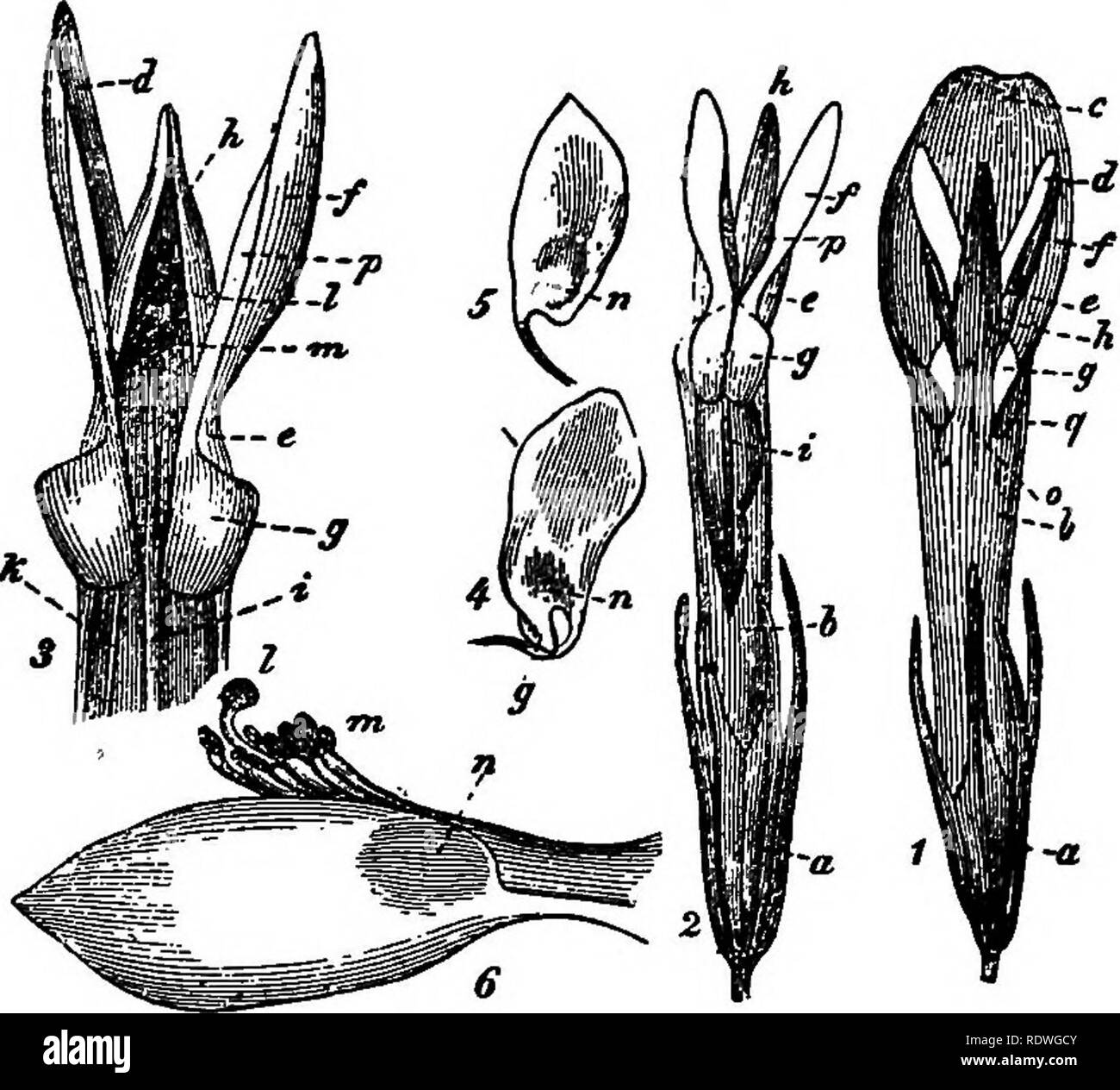 . Fiore di ecologia. Ecologia vegetale; la fecondazione di piante. 50 es il fiore alla ricerca di nettare, che viene secreto come in altre leguminose, esso spinge in avanti nello spazio sotto la chiglia arcuata e sollevando da sotto sloggia il suo apice; quando in primo luogo lo stigma e quindi le antere vengono portati contro una certa porzione dell'insetto b')dy e contro la stessa porzione di successo in fioritura, così efi"ecting cross- l'impollinazione. Trifoglio rosso. Trifolium pratense. La corolla è costituita dalle seguenti parti: un Superiore maggiore petalo noto come standard, due petali laterali noti come i. FIG. 22. Foto Stock . Fiore di ecologia. Ecologia vegetale; la fecondazione di piante. 50 es il fiore alla ricerca di nettare, che viene secreto come in altre leguminose, esso spinge in avanti nello spazio sotto la chiglia arcuata e sollevando da sotto sloggia il suo apice; quando in primo luogo lo stigma e quindi le antere vengono portati contro una certa porzione dell'insetto b')dy e contro la stessa porzione di successo in fioritura, così efi"ecting cross- l'impollinazione. Trifoglio rosso. Trifolium pratense. La corolla è costituita dalle seguenti parti: un Superiore maggiore petalo noto come standard, due petali laterali noti come i. FIG. 22. Foto Stock