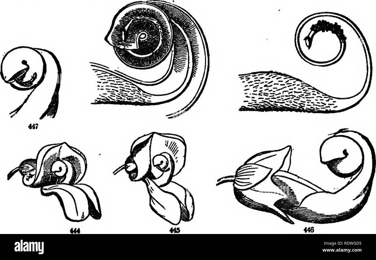 . Fiore di ecologia. Ecologia vegetale; la fecondazione di piante. 48 Come Erythrina, sono atti a colibrì. Phaseolus vulgaris L/. Il fagiolo comune è abund- antly autoimpollinate, lias adattamenti interessanti per secur- ing impollinazione incrociata. Il fiore del bean consiste del calice verde e la corolla, che è composta da cinque parti, la parte superiore chiamato standard, due ali laleral, e una chiglia realizzata uj) di due petali. La chiglia è avvolto a spirale e contiene gli stami e pistillo. La stigmatizzazione obliqua è a. Maiale. 21. Fig. 21 fagiolo comune (P/iaseniuB tmlcraris). 414. il fiore. 146. Foto Stock