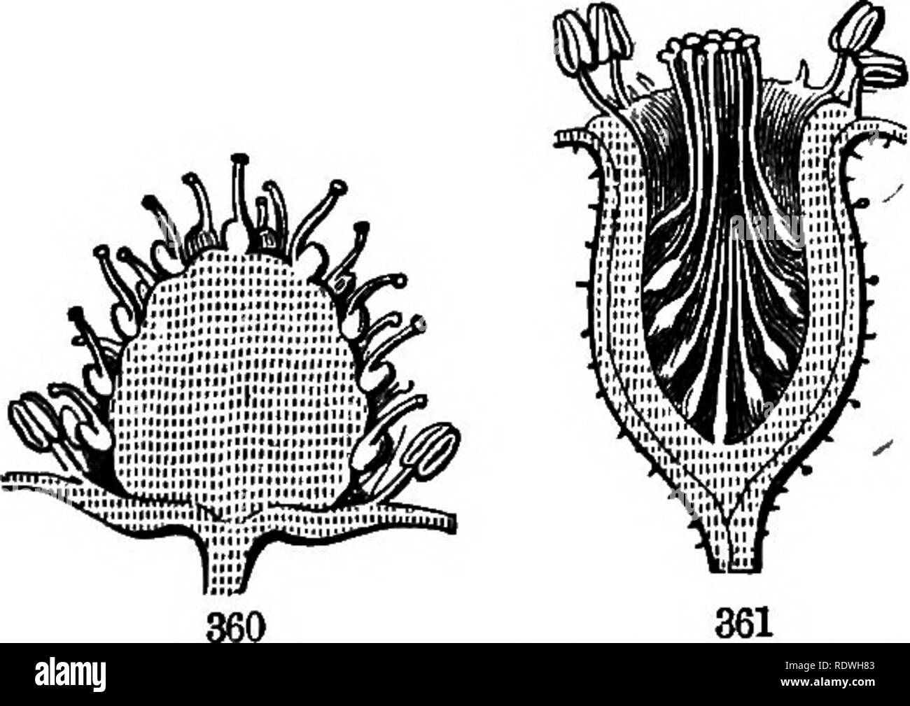 . Grigio della scuola e del libro del campo di botanica. Costituito da "lezioni di botanica," e "Campo, foresta e giardino botanica", rilegati in un unico volume. La botanica; Botanica. Sezione 12.] il ricettacolo. 113 Goldtliread. Thenitisteclmically illustri come Thecaphc/EE. Quando vi è una levetta, o. internodo allungato di alloggiamento, direttamente sotto un composto pistillo, come in Stauleya e alcuni altri CrueiferEe, è chiamato un Gf NOPHOHB. Wlien la levetta è sviluppato al di sotto della stami, come nella maggior parte delle specie di Silene (Fig. 356), che è stato chiamato un Anthophore o Gono- PHOEB. In Mg. 357 Il toro è Foto Stock