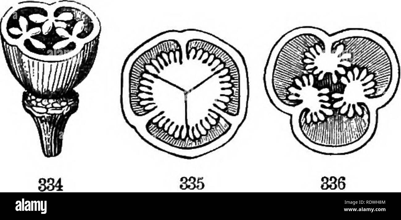 . Grigio della scuola e del libro del campo di botanica. Costituito da "lezioni di botanica," e "Campo, foresta e giardino botanica", rilegati in un unico volume. La botanica; Botanica. 108 pistilli composto. [Sezione 10. Un tale pistillo è appena che cosa sarebbe formato se la semplice pistilli (due, tre o cinque ill un cerchio, come può essere il caso), lilte quelle di un Paeony o Stonecrop (Fig. 224, 225), premuto insieme al centro del fiore, erano a aderiscono dalle loro parti contigue. In un tale caso il placentae sono naturalmente axile, o tutti riuniti nell'asse o centro; e le ovaie ha come molti disse Foto Stock