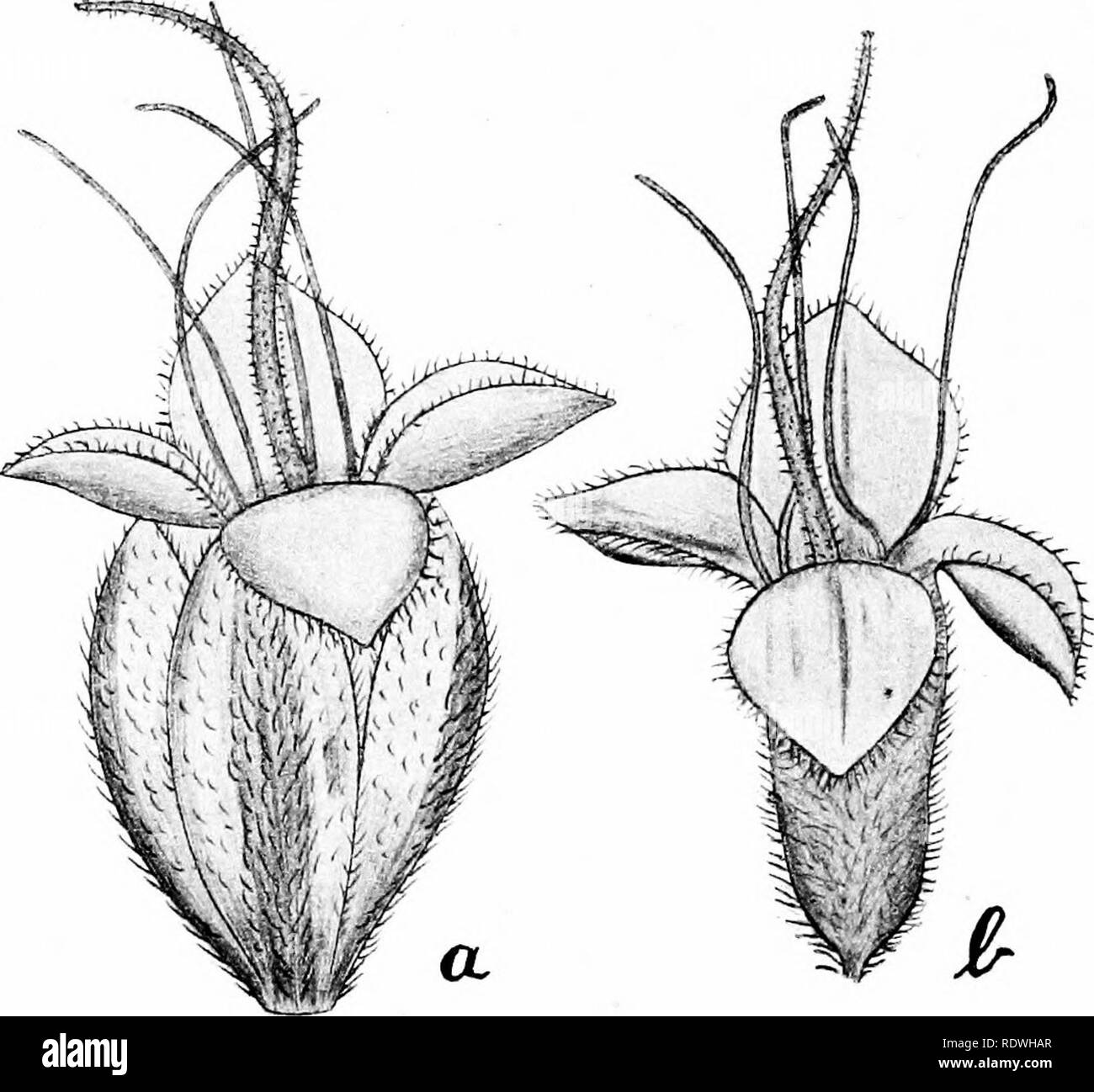 . La vegetazione delle frontiere Siberian-Mongolian (l'Sayansk regione). La botanica; Botanica. top il calice. Le brattee sono leggermente navicularly batterono insieme lungo il controfiletto e arredate lungo il lato esterno di quest'ultimo con un piuttosto chiglia prominente, che è piuttosto grossolanamente e profondamente dentato o hispid. Il sepali stessi sono di circa 2 mm. lungo, oblunga, ottusi o subacuto, con un ampio e verde, controfiletto e strette, scarious margini, densamente e distintamente hirsute. Le foglie sono lineari, intero, glabrate, o solo con parsimonia pubescent, 1- o 3-nerved, o talvolta anche senza nervi distinti Foto Stock