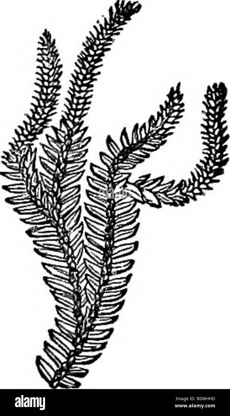 . Felci: British &AMP; all'estero. La storia, organography, classificazione, e l'enumerazione delle specie di felci giardino con un trattato sulla loro coltivazione, ecc ecc Felci. Una enumerazione di JEHNS coltivati. 277 7. L. fastigiatum, B. Br.-Nuova Zelanda. 8. L. complanatum, Linn. (PVwm. Montare t. 166, /. B); SchJe. FU. i. 163.-zona temperata della Northern Hemi- sfera. 9. L. dendroideum, Michas.; Willd. Sp. PI. 5, p. 21.-^America del Nord. 10. L. cernuum, prato. (Bheed. Ami. t. 2, t. 39); Burm. FT. Zey-. t. 66 {prugna. FU. 1.159, /. 4).-tropichi; verj generale. *** Steins pendolari. (Epiphytal.) 11. Ii Foto Stock