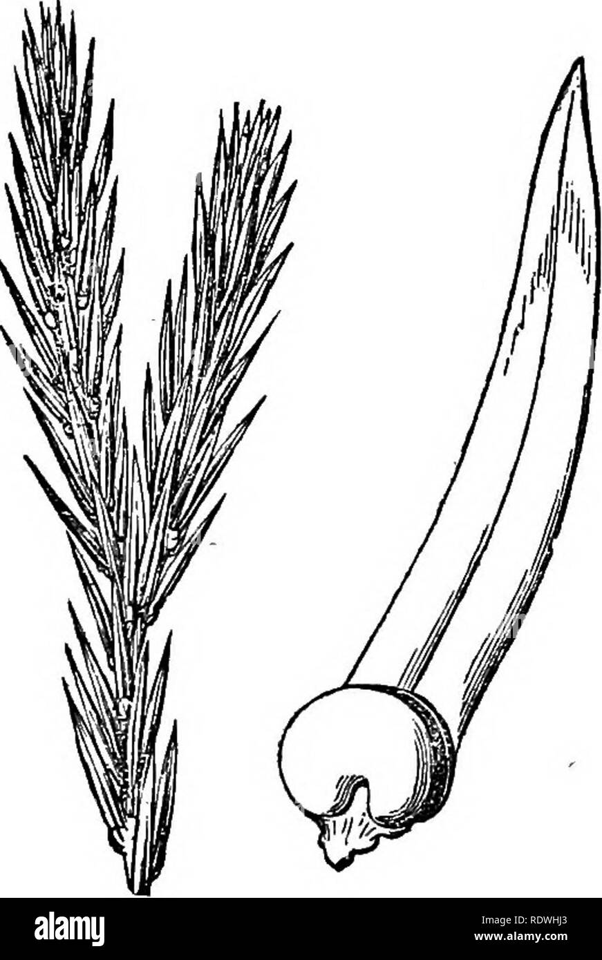 . Felci: British &AMP; all'estero. La storia, organography, classificazione, e l'enumerazione delle specie di felci giardino con un trattato sulla loro coltivazione, ecc ecc Felci. 276 FEENS : BRITISH E FOEEIGN. * Steli della birra. (Bpigeons.) 1. Ii. clavatum, Linn.; ScliTc.FU. 1.162; Ing. Bot. t. 224.- zona temperata dell'emisfero settentrionale, Gran Bretagna. 2. L. annotinum, lArni.; ScKk. Montare i. 160; Ing. Bot. t. 239. - Zona temperata dell'emisfero settentrionale, Gran Bretagna. 3. Ii. inundatum, Lvnn.; SchJe. Fil. 1.162; Ing. Bot. 11727. -Zona temperata dell'emisfero settentrionale, Gran Bretagna.. Genere isg.-porzione Foto Stock