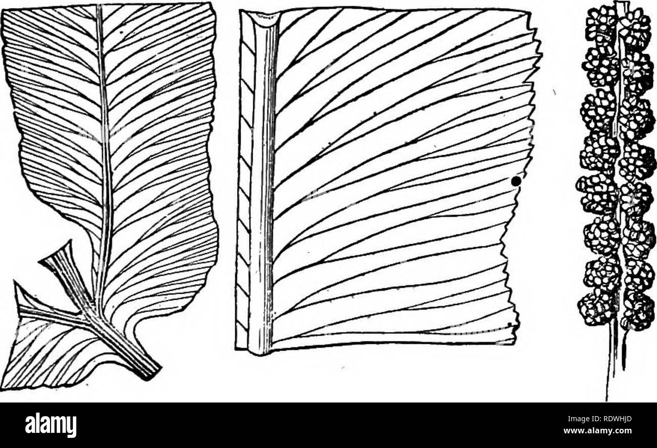 . Felci: British &AMP; all'estero. La storia, organography, classificazione, e l'enumerazione delle specie di felci giardino con un trattato sulla loro coltivazione, ecc ecc Felci. 272 RAGAZZI : britannici e stranieri. 3. O. VTilgatum, Linn.; SchTc. Fil. i. 153; Honh. Gen. Fil. t. 59 B ; Bng. Bot. t. 108 ; lAndl. e Moore's Brit. Felci, t. 51 B ; gancio. Brit. Felci, t. 46; Sowerhy di felci, t. 46. -7- zona temperata dell'emisfero settentrionale. 4. O. retieulatum, Linn.; gancio, et gr&amp;v. Ic. Fil. t. 20 {Phmi. Fil. t. 164).-tropichi. ** Le Fronde pendolari; i segmenti sterile ribhon-formato, di solito dichoto Foto Stock