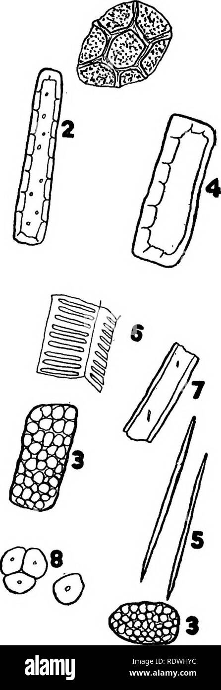 . Gli elementi di origine vegetale istologia. Impianto di anatomia. B. piastra 54.-primaria struttura di radice. A. In sezione trasversale e la smilace root. 1. L'epidermide. 2. Ipoderma. 3. Parenchima corticale. 4. Endodermis. 5. Tubi del crivello inferiore. 6. Condotti. 7. Fibre. 8. Albedo. B. polvere di smilace root. 1. L'epidermide. 2. Ipoderma. 3. Parentesi- chyma, longitudinali e trasversali di viste, celle riempite con amido. 4. Endodermis. 5. Cristalli di forma aciculare. 6. Scalariform vasi o condotti. 7. Fibre. 8. Grani di amido, singolo e composto. 153. Si prega di notare che queste immagini vengono estratte dalla pagina sottoposta a scansione di immagini che possono essere state di Foto Stock