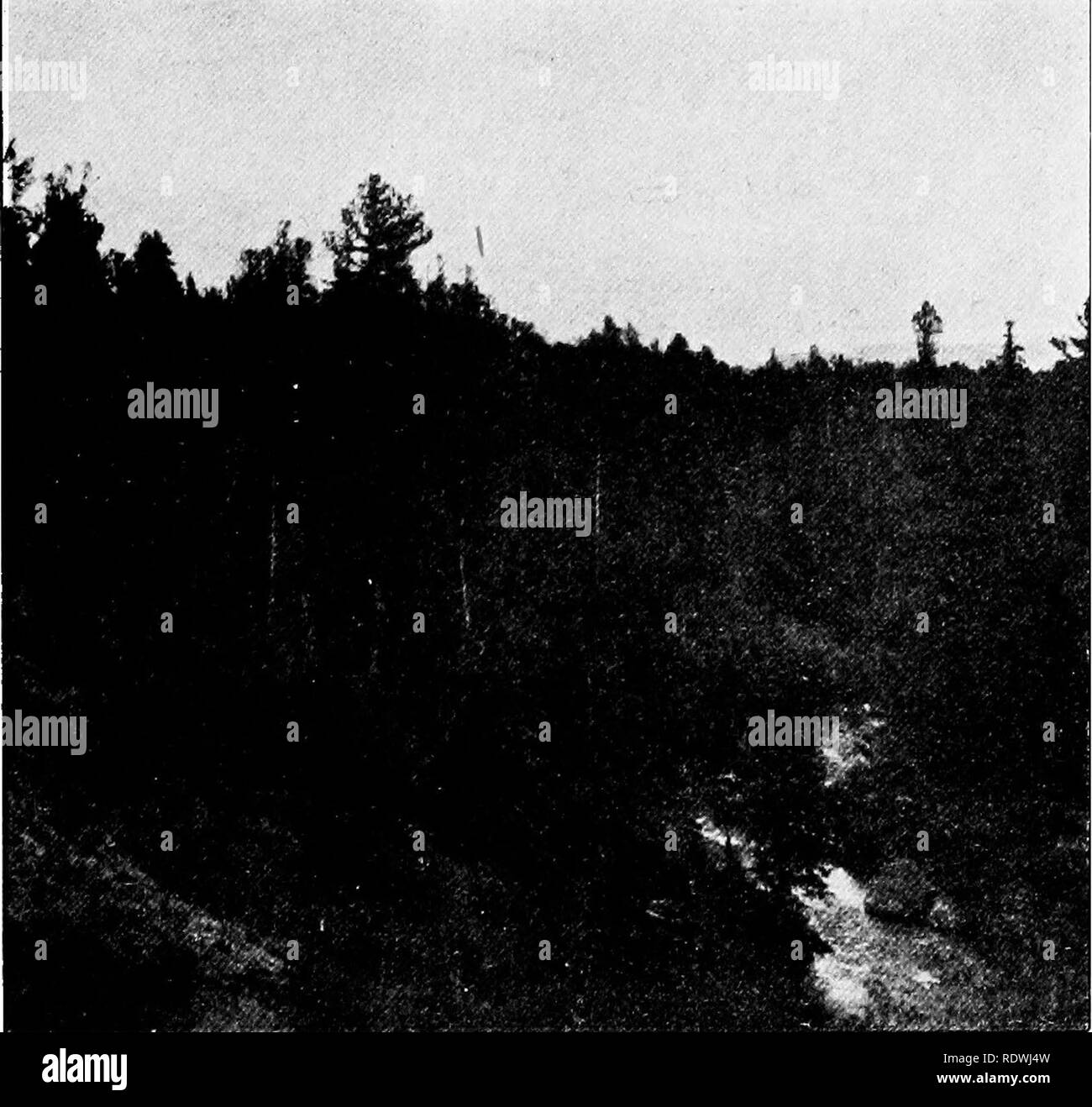 . La vegetazione delle frontiere Siberian-Mongolian (l'Sayansk regione). La botanica; Botanica. terra accanto al gigantesco cedro e devono accontentarsi witli a meno ambi- tious luogo semi nascosti tra loro. Essi costituiscono la maggior parte dell'in- legno, che spesso è così denso da rendere quasi impossibile per il viaggiatore per costringere il suo modo, anche in regioni subalpino, non molto al di sotto del limite della struttura stessa. In primo luogo mi in poche parole fanno menzione delle più comuni specie di alberi com- che pongono la taiga corretto. Abies sibirica forme alberi fino a 30 o 35 m. alto, misurazione ov Foto Stock