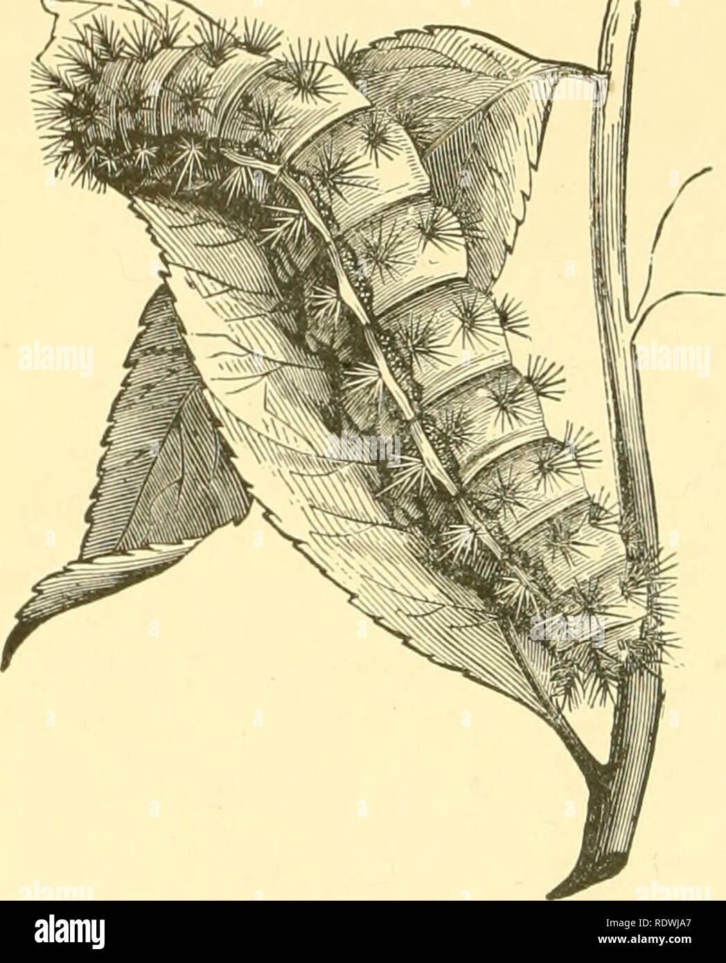 . Entomologia economica per l'agricoltore e frutta-coltivatore. Insetti Utili. 284 un'entomologia economica. le primarie solo un po' di nastrare con linee strette, le ali rossastre sul margine interno, con una stretta banda dello stesso colore verso l'esterno. Sul bG. 312. medio di hind ala è una grande rotonda, macchia blu, con un ampio bordo nero e un bianco centrale cruscotto. Nella femmina le primarie sono viola-marrone, le linee trasversali grigio e molto più prominente e vi è un po' dusky, pallido-mar- gined, quasi a forma di rene macchia discale. La cerva ali sono sostanzialmente simili a quelle del ma Foto Stock