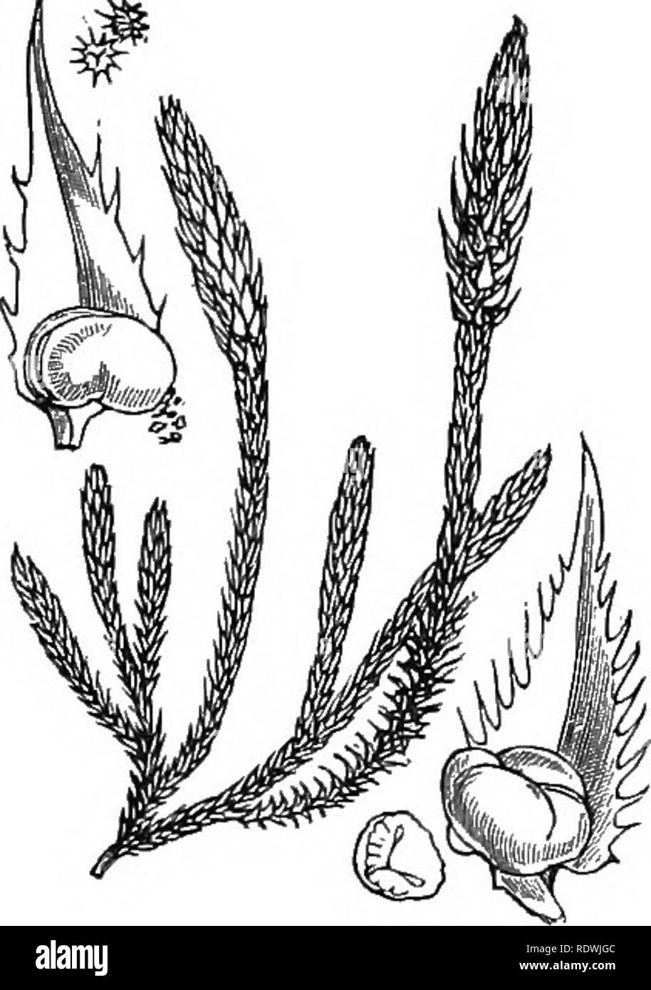 . Le illustrazioni della flora britannica: una serie di incisioni in legno, con le dissezioni, britannica di piante. La botanica; Botanica. 3i6 XCI* SELAGINELLACE/I';. [III. Alle crittogame. 1264. Selaginella selaginoides, grigio. 'È. spinulosa,'A. Er. Mi Minore Chlbm^^^. Si prega di notare che queste immagini vengono estratte dalla pagina sottoposta a scansione di immagini che possono essere state migliorate digitalmente per la leggibilità - Colorazione e aspetto di queste illustrazioni potrebbero non perfettamente assomigliano al lavoro originale. Fitch, W. H. (Walter Hood), 1817-1892; Smith, George Worthington, 1835-1917; Bentham, George, 1800-1884. Handbook of British flor Foto Stock