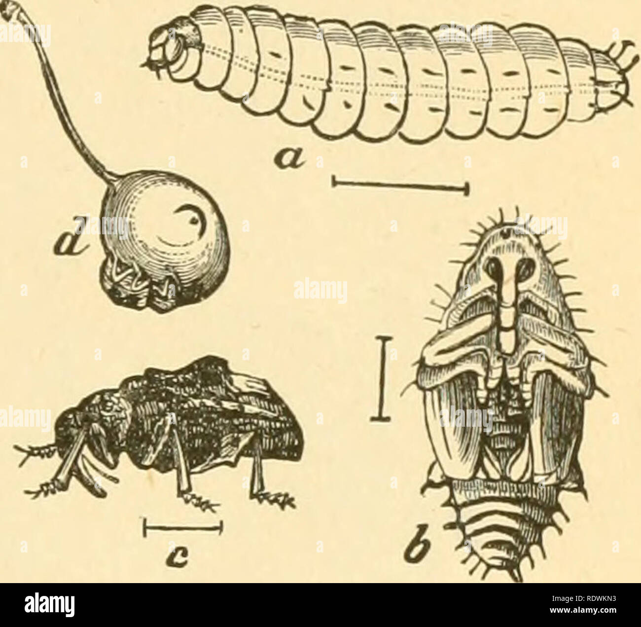 . Entomologia economica per l'agricoltore e frutta-coltivatore. Insetti Utili. Il mondo degli insetti. 233 Fig. 240.. Prugna-curculio, Conotrachelus tipini- phar.-a, larva ; b, pupa ; c, adulti; rf, beetle al lavoro su una giovane prugna, mostra- ing una mezzaluna mark. lasciava di prugna, pesca, albicocca, ciliegia, mela e pera. Quando il frutto ha impostato e diventare delle dimensioni di un marmo, l'insetto rende una mezzaluna-feritoia sagomata, elevando una piccola aletta dalla sur- arrotondamento di tessuto, e in questo si stabilisce un ^%^. Quest'ultimo portelli in pochi giorni e il colore biancastro, grub-come larva di fori in corrispondenza di una volta per la capsula del seme, causando la fr Foto Stock