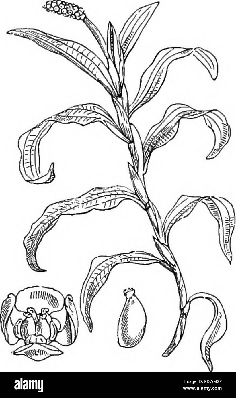 . Le illustrazioni della flora britannica: una serie di incisioni in legno, con le dissezioni, britannica di piante. La botanica; Botanica. 240 LXXVIII. NAIADE^i. [II. Monocotiledoni. Si prega di notare che queste immagini vengono estratte dalla pagina sottoposta a scansione di immagini che possono essere state migliorate digitalmente per la leggibilità - Colorazione e aspetto di queste illustrazioni potrebbero non perfettamente assomigliano al lavoro originale. Fitch, W. H. (Walter Hood), 1817-1892; Smith, George Worthington, 1835-1917; Bentham, George, 1800-1884. Handbook of British flora. Londra, L. Reeve Foto Stock