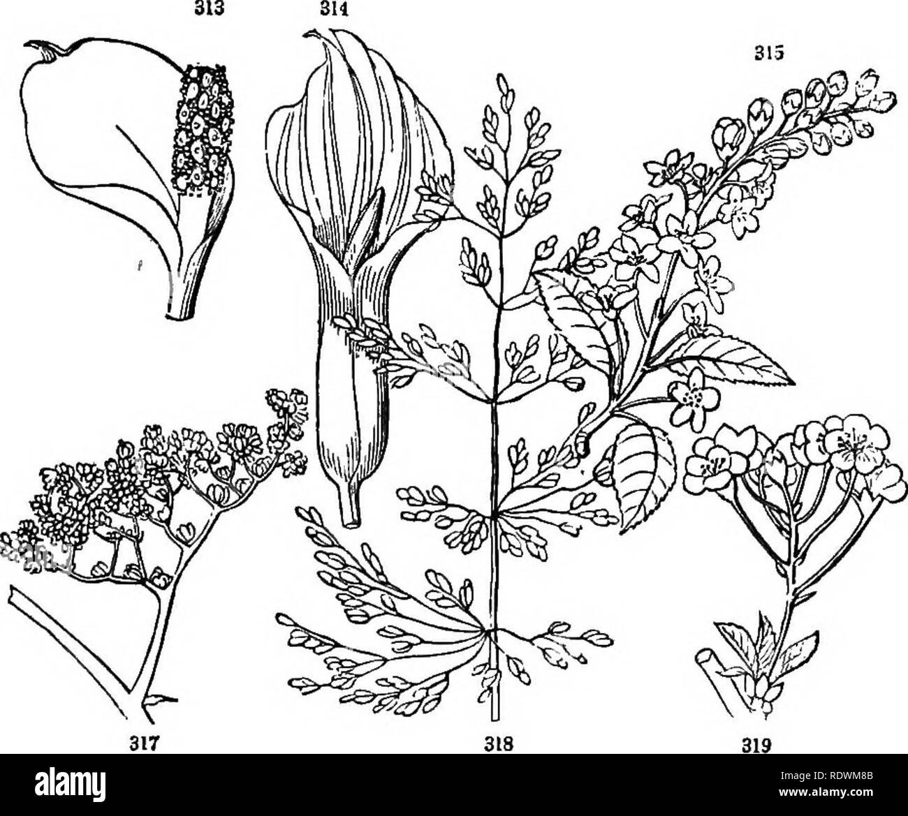 Introduzione ai fondi strutturali e di botanica sistematica e fisiologia vegetale. La botanica. Infiorescenza indeterminata. 213 determinato infloresence, con l'asse principale allungato, e i fiori di bisognosi di pedicels o con