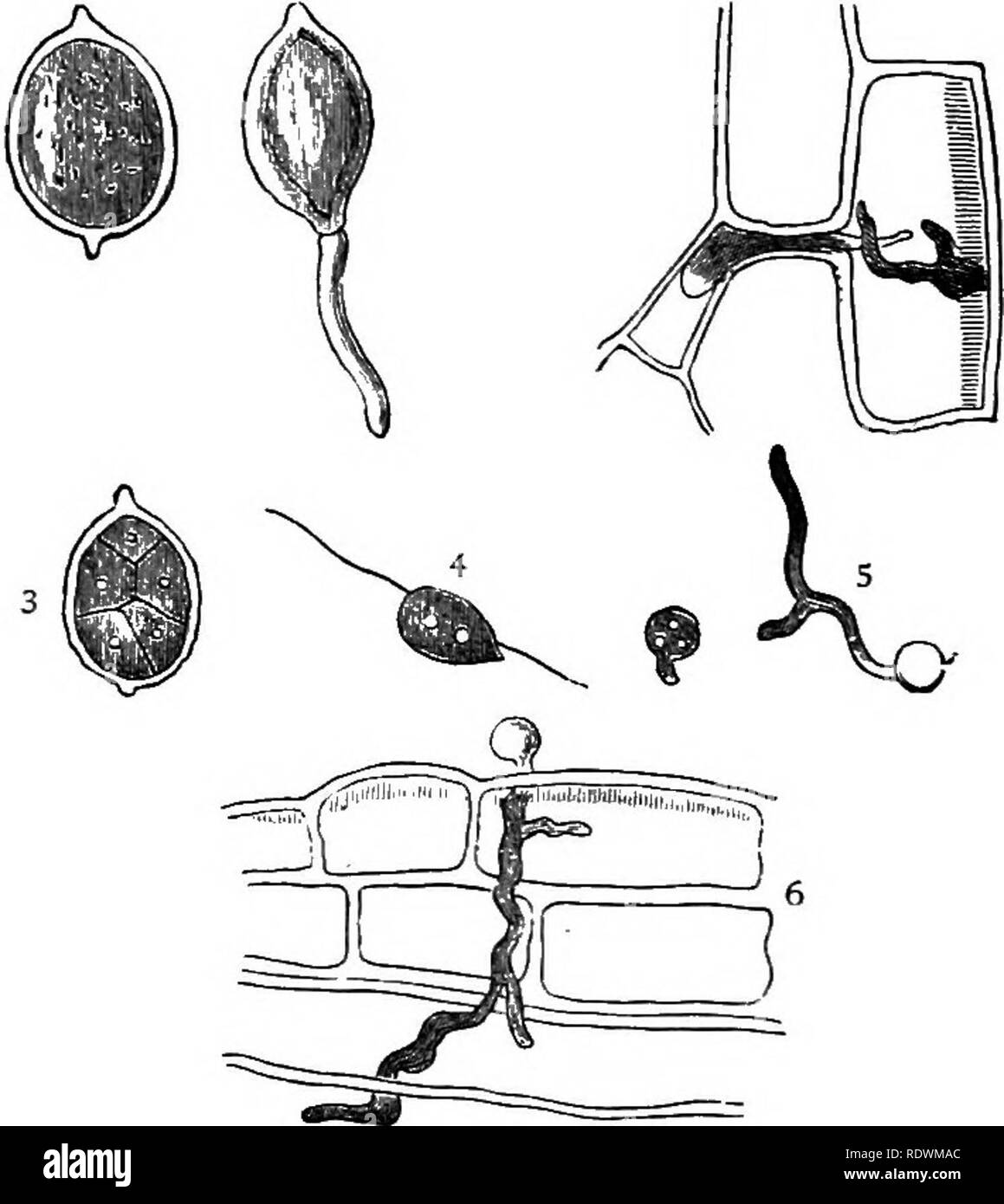 . Prime forme di vegetazione. La botanica; alle crittogame. 424 PRIME FORME DI VEGETAZIONE. circostanze, essere facilmente neutralizzati o impedita da un poco intelligente forethought, cura e in- dustry ; e fornendo incentivi come essi fanno per l' esercizio di queste qualità, essi compensare moralmente in qualche misura per il mali fisici. Fig. 52. (I) o spore di conidi di Botrytis infestans germinando. (2) Lo stesso seminato artificialmente, e penetrare i tessuti dopo diciotto houis. (3) a spore con contenuti diflFcrentiated. (4) Zoospore. (5) Zoospores germinando. (6) Zoospore seminato artificialmente sullo stelo, Foto Stock