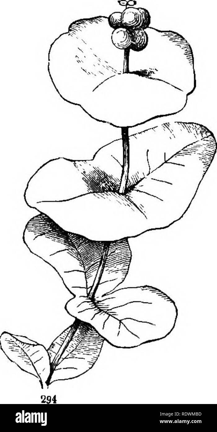 . Introduzione ai fondi strutturali e di botanica sistematica e fisiologia vegetale. La botanica. Â La superficie superiore di una foglia ripiegata aderiscono, quelli di alcune altre piante ex- hibit una coesione tramite i loro bordi contigui, e danno luogo ad una diversa- ent mostro. Questo è illustrato dalle foglie peltate (Fig. 248), e più radicalmente da quelli che vengono chiamati perfoliate foglie. Questi in alcuni casi provengono dall'unione delle basi di una coppia di contrapposte foglie sessili {costitui- nate-perfoliate), come in Silphium perfoliatum, Triosteum perfo- liatum, e le coppie superiore del vero Honej^allattare (Fig. 294). In altri esse costitui- sist Foto Stock