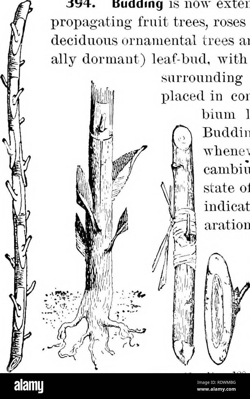 . Principi della coltura di piante; un trattato elementare progettato come un libro di testo per i principianti in agricoltura e orticoltura. Orticoltura; Botanica. 220 Principi della coltura di piante. corteccia formata dall'T- taglio, dopo che il prop è affollata verso il basso fino a quando la sua superficie di taglio viene in contatto con la camma- bium strato del magazzino, quando la congiuntura è legato con raf&amp;a. 394. Germogliando è ora ampiamente impiegati in materiali di moltiplicazione di alberi da frutta, rose e la varietà di latifoglie alberi e arbusti ornamentali. Un (usu- alleato dormiente) foglia-bud, con una piccola porzione di corteccia circostante (Pig. 120), è posta in Foto Stock