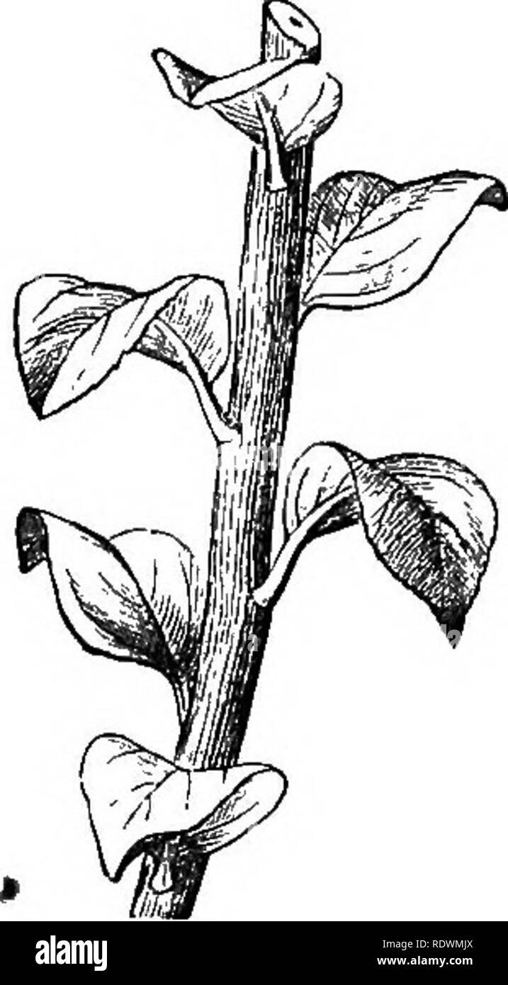 . Introduzione ai fondi strutturali e di botanica sistematica e fisiologia vegetale. La botanica. 136 FOGLIE. un gambo.. Se vogliamo abbreviare l'asse, come lo era nel bud o fare un 204 piano orizzontale, abbiamo le parti disposte come nello schema di Fig. 206, la bassa- er lascia essendo ovviamente l'esterno. 241. Le otto-classificato disposizione, il prossimo in ordine, è analogamente non onu- comune. Si è trovato in HoUy, il CalUstemon dei nostri conservatori, l'Aconitum, il ciuffo di foglie alla base della comune piantaggine, &c. Li questo caso nono foglia è posto sopra il primo e il decimo al di sopra della seconda, e s Foto Stock . Introduzione ai fondi strutturali e di botanica sistematica e fisiologia vegetale. La botanica. 136 FOGLIE. un gambo.. Se vogliamo abbreviare l'asse, come lo era nel bud o fare un 204 piano orizzontale, abbiamo le parti disposte come nello schema di Fig. 206, la bassa- er lascia essendo ovviamente l'esterno. 241. Le otto-classificato disposizione, il prossimo in ordine, è analogamente non onu- comune. Si è trovato in HoUy, il CalUstemon dei nostri conservatori, l'Aconitum, il ciuffo di foglie alla base della comune piantaggine, &c. Li questo caso nono foglia è posto sopra il primo e il decimo al di sopra della seconda, e s Foto Stock