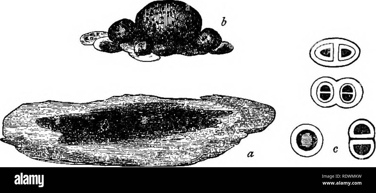 . Prime forme di vegetazione. La botanica; alle crittogame. Di acqua fresca ALG^. 225 figure in gran parte la storia delle superstizioni del medioevo. Pitarello, un contadino che risiedono a Laguaro vicino a Padova, osservate grandi macchie di esso che ricoprono le pareti di un vecchio e raramente visitati stanza in casa sua, che così strettamente somigliava enorme coaguli di sangue venoso, che la più grande curiosità e la costernazione sono stati eccitati. Le strade di Padova che conduce a Laguaro erano assediati dalla folla trepidante affrettare per ispezionare il fenomeno, e. Fig. 21.-Palmella cruenta. (A) fruttificazione leggermente ingrandita. (B) Fructifi Foto Stock