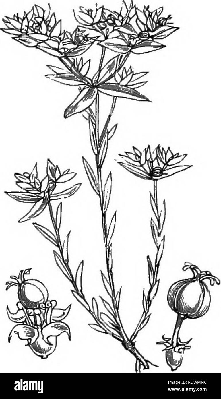 . Le illustrazioni della flora britannica: una serie di incisioni in legno, con le dissezioni, britannica di piante. La botanica; Botanica. 890. Euphorbia Pepliis, L. Petty Sfiurge; G. 91, Euphorbia exiguaj L. euforbia Diuarf ; G.. Si prega di notare che queste immagini vengono estratte dalla pagina sottoposta a scansione di immagini che possono essere state migliorate digitalmente per la leggibilità - Colorazione e aspetto di queste illustrazioni potrebbero non perfettamente assomigliano al lavoro originale. Fitch, W. H. (Walter Hood), 1817-1892; Smith, George Worthington, 1835-1917; Bentham, George, 1800-1884. Handbook of British flora. Londra, L. Reeve Foto Stock