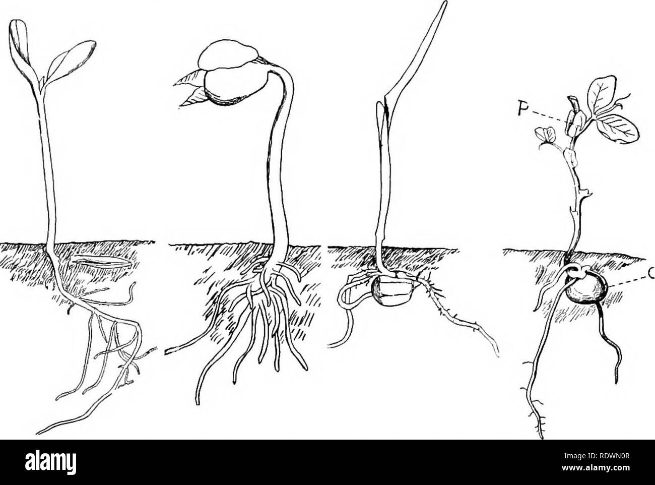 . Principi della coltura di piante; un trattato elementare progettato come un libro di testo per i principianti in agricoltura e orticoltura. Orticoltura; Botanica. Tlie Flantlet. 35 prugna, di pesche e di ciliegio, l'ingrandimento plantlet è spesso non riescono a far scoppiare il seme-caso dunque geimiuation non può avvenire a meno che non assistita dalla potenza in espansione di brina o di una lunga esposizione ad umidità che rammollisce il seme-caso o a meno che il seme-caso è incrinato prima che i semi sono piantati (37). 45. Le radici di avviare prontamente, come l'ipocotile emer- ges dal seme-case - il principale (primario) radice dal suo punto, e il ramo (l Foto Stock