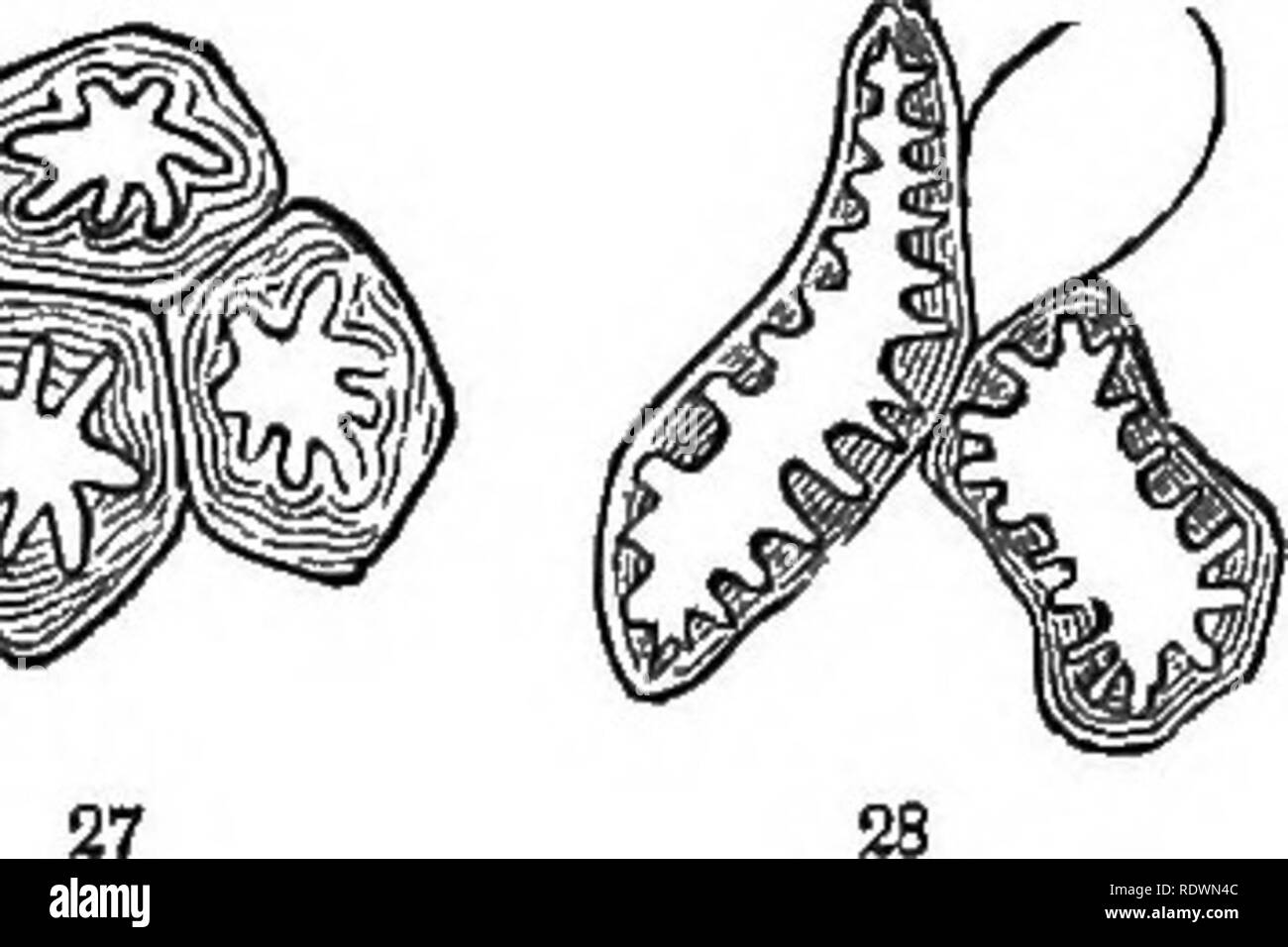 . Introduzione ai fondi strutturali e di botanica sistematica e fisiologia vegetale. La botanica. Ispessimento delle pareti delle cellule. 35. fodera. Ogni grado di questo secondario deposizione avviene da un leggero aumento dello spessore della membrana al filhng fino della maggior parte della cavità della cella. Qualsiasi legno duro fornisce illustrazioni di questo. Infatti la differenza tra sap- di legno e di cuore il legno di alberi è principalmente a causa dell' aumento di tale deposito, il quale converte la ex in quest'ultima; come si può notare confrontando, sotto il microscopio, il tessuto del vecchio con quello di t Foto Stock