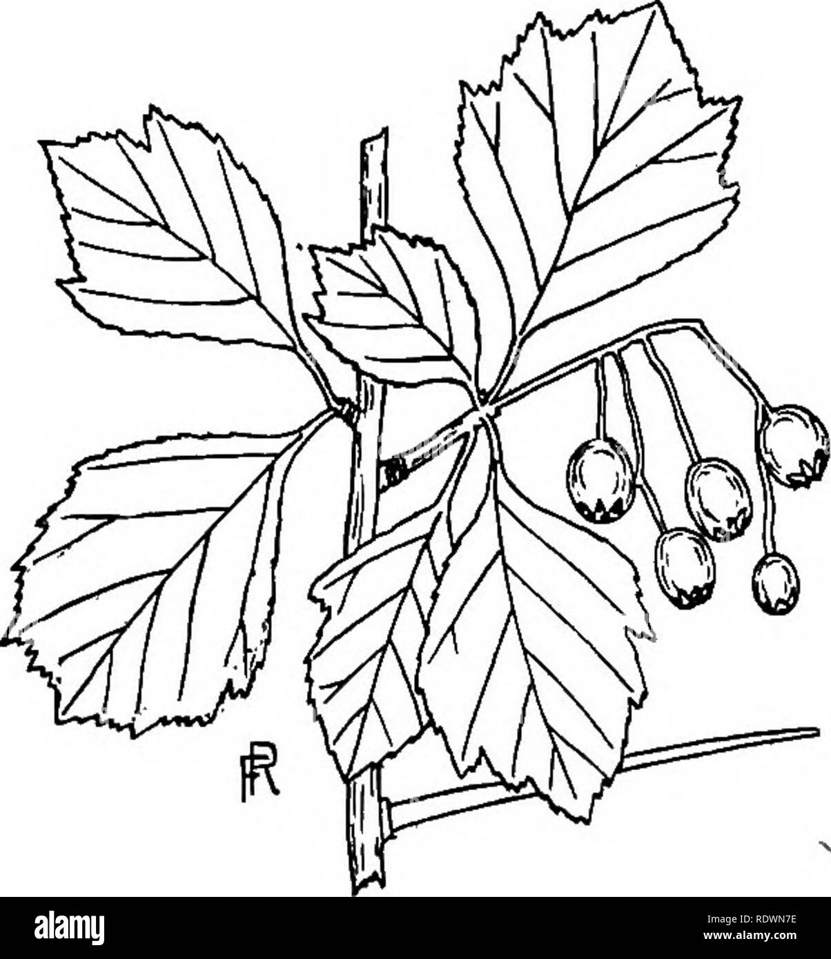 . Fiori e alberi di Colorado. La botanica. Fig. 57.-Colorado Thornapple (Crataegus Fig. 58.-SAN Lawrence Thornapple coloradensis). XJ. (Crataegus laurentiana). Xj. 1 ia. Spine a lungo, da 3 a 8 cm. Ij a 3 in.). il&GT;. Spine di corto, circa 2 cm. (|). 2a. Antere di colore rosa o rosso cremisi. 2b. Antere di colore bianco o crema. (7) (3) (4). Si prega di notare che queste immagini vengono estratte dalla pagina sottoposta a scansione di immagini che possono essere state migliorate digitalmente per la leggibilità - Colorazione e aspetto di queste illustrazioni potrebbero non perfettamente assomigliano al lavoro originale. Ramaley, Francesco, 1870-1942. Boulder, A. A. Greenman Foto Stock