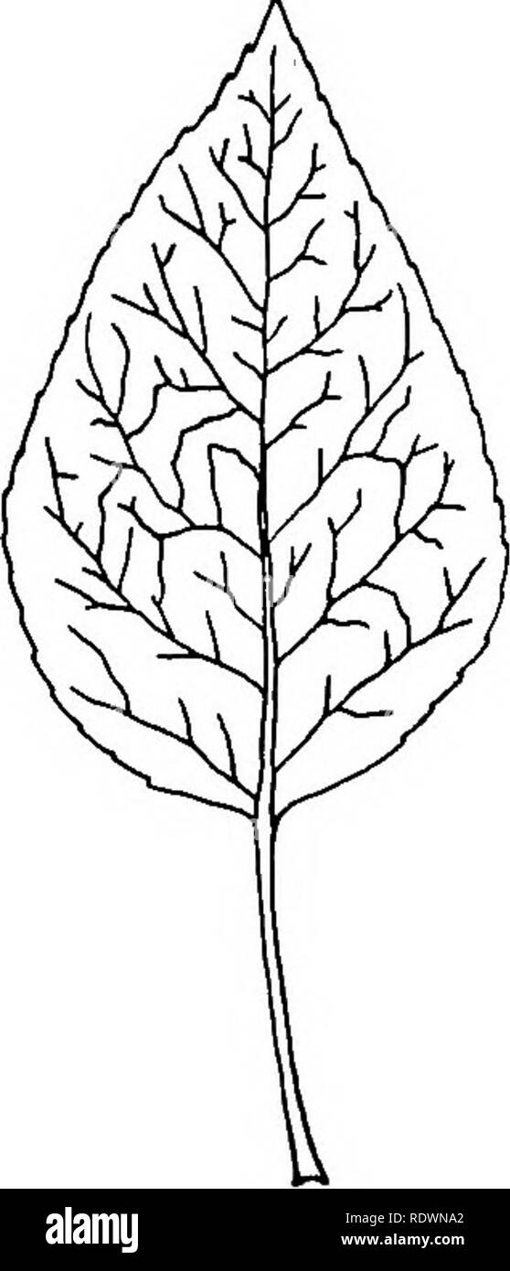 . Fiori e alberi di Colorado. La botanica. Fig. 47.-foglie di diverse specie di Populus (Xi) 1. Populus angustijolia 2. Populus acuminati 3. Populus tremuloides 4. Populus halsamijera. Si prega di notare che queste immagini vengono estratte dalla pagina sottoposta a scansione di immagini che possono essere state migliorate digitalmente per la leggibilità - Colorazione e aspetto di queste illustrazioni potrebbero non perfettamente assomigliano al lavoro originale. Ramaley, Francesco, 1870-1942. Boulder, A. A. Greenman Foto Stock
