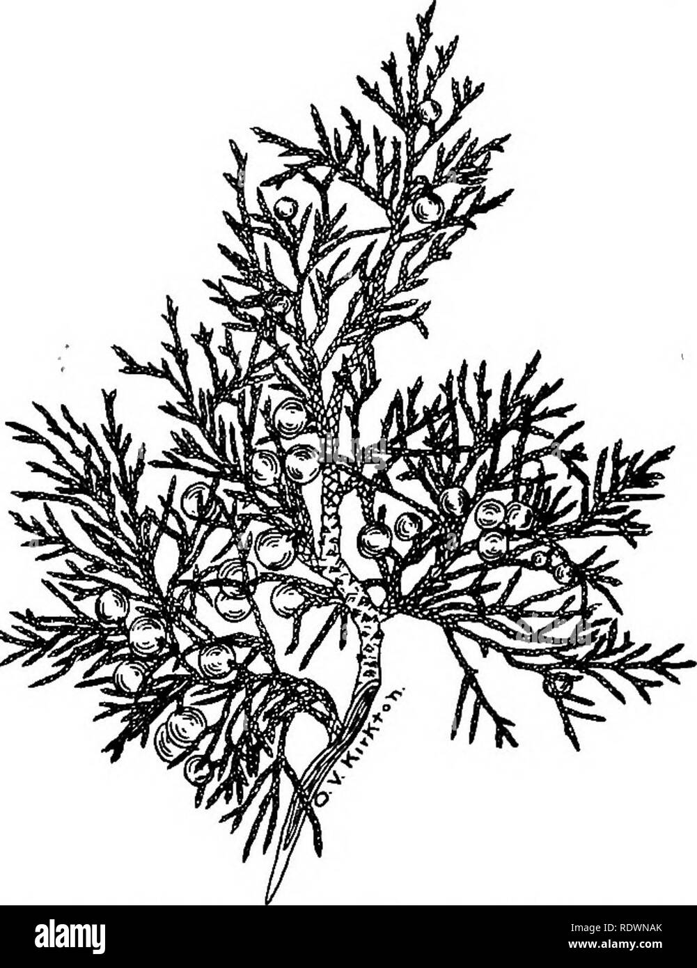 . Fiori e alberi di Colorado. La botanica. Formazioni forestali e alberi da foresta 59 2a. Foglie con denti di minuto in prossimità del vertice; frutto generalmente uno-seminate. Sabina monosperma (Engelm.) Rydb. 2b. Tutto lascia al apex; frutto generalmente di diversi-seminate. Il cedro comune del versante orientale. Sabina scopulorum (Sarg.) Rydb.. Fig. 46.--Rocta Mountain Red Cedar (Sabina scopulorum). X £ genere 6. POPULUS, pioppi, Cottonwoods, Aspen, queste sono le più importanti piante del fiume-fondo canyon e foreste. Le latifoglie cottonwoods raramente si estendono fino il canyon e il narrowleaf alberi solo raramente dow Foto Stock