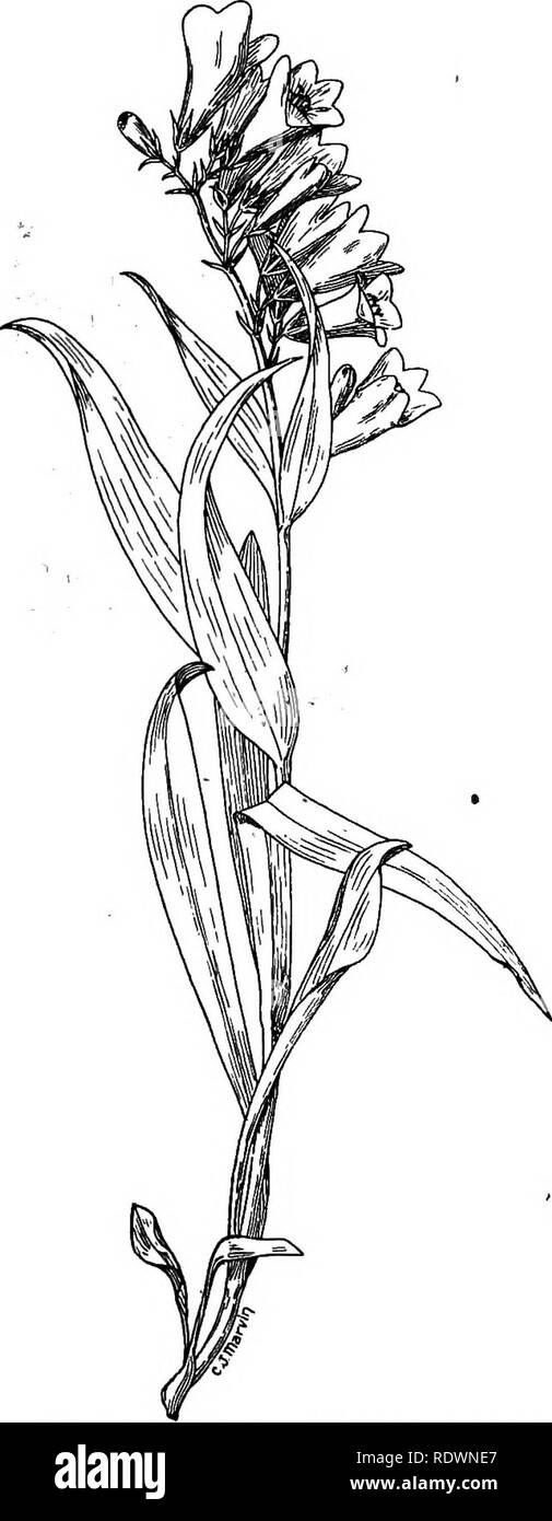 . Fiori e alberi di Colorado. La botanica. 26 fiori selvatici e alberi di Colorado. Fig. 26.-barba linguetta (Pentstemon alpinus) - Colorado è famosa per la sua Pentstemons di cui vi sono completamente trenta diversi tipi di stato. La maggior parte di loro sono blu o fiori lilla sebbene pochi sono scarlet. Le specie qui capito è molto comune nella tarda estate nel sub-area alpina. I fiori sono un profondo e ricco di colore blu. (Uno-mezza dimensione naturale.). Si prega di notare che queste immagini vengono estratte dalla pagina sottoposta a scansione di immagini che possono essere state migliorate digitalmente per la leggibilità - Colorazione e aspetto di questi ho Foto Stock