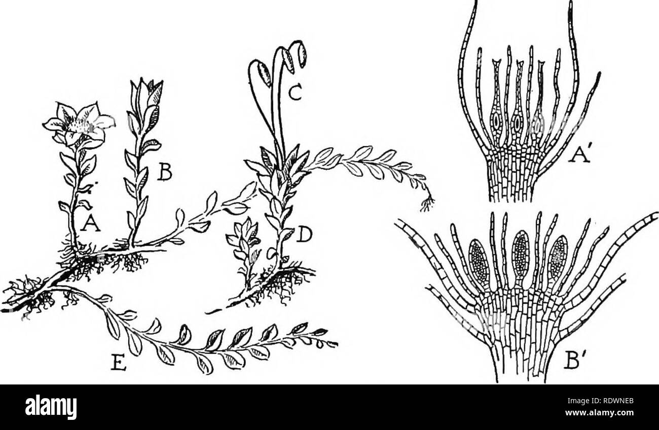. La scienza della vita vegetale, una scuola di botanica il trattamento della pianta e la sua relazione con l'ambiente. La botanica. 28o scienza della vita vegetale quando è maturo producono gameti • organi speciali in corrispondenza del gambo suggerimenti. - Uovo e cellule spermatiche - nell'spermi sono il nuoto. Fig. 165. Un impianto di MOSS (Mnium). £ è un ramo vegetativa, B un ramo che produce uova e un ramo che produce spermi. Dopo la fecondazione, un montante staUc bear- ing un caso di spore (C) si sviluppa dall'uovo. ^1 è una sezione longitudinale di un ramo femminile, che mostra tre cellule uovo nei casi in cui essi sono prodotti; B' è una sezione o Foto Stock
