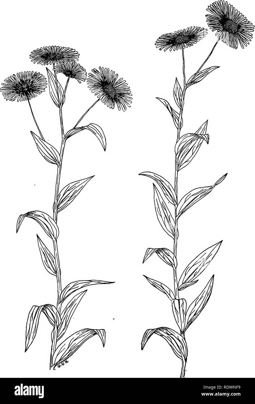 . Fiori e alberi di Colorado. La botanica. Fig. 22.-montagna Daisy (Erigeron macranthus) questo bel fiore è comune nella montane e nelle zone adiacenti. Molte specie di Erigeron si trovano in Colorado; tutti sembrano molto simili nell'aspetto generale ma ci sono delle differenze nelle foglie e nel colore dei fiori. Questa particolare pianta ha violacea tendente al rosa fiori di raggi e un centro di colore giallo. (Uno-mezza dimensione naturale.). Si prega di notare che queste immagini vengono estratte dalla pagina sottoposta a scansione di immagini che possono essere state migliorate digitalmente per la leggibilità - Colorazione e aspetto di queste illustrazioni possono n. Foto Stock