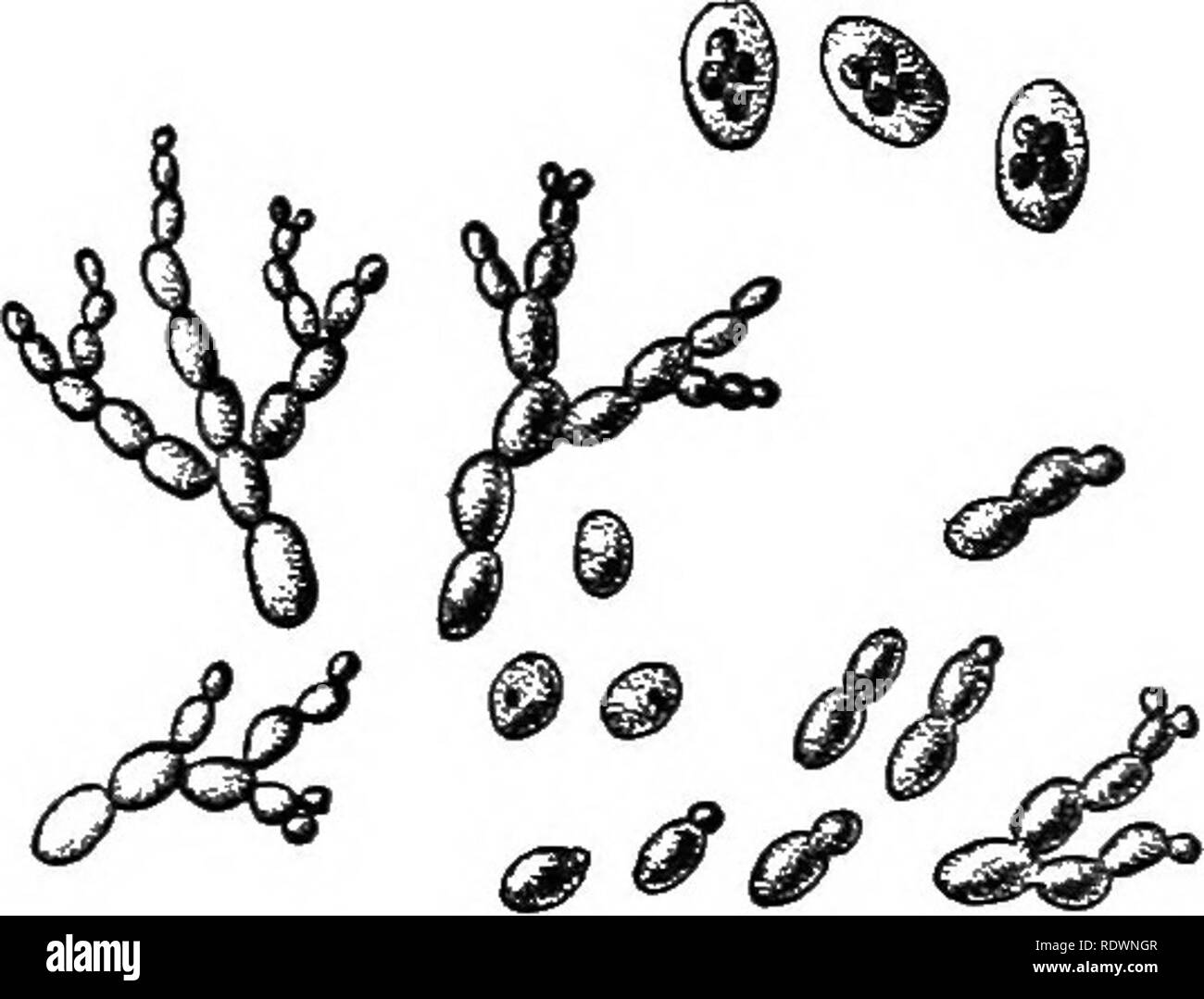 . La scienza della vita vegetale, una scuola di botanica il trattamento della pianta e la sua relazione con l'ambiente. La botanica. Batteri e Funghi 261 tuttavia, e ottenere il loro cibo sia dalla materia organica o da piante viventi. Il corpo della pianta è sempre costituito da filamenti simili a quelle delle alghe. In forme più elevate, come i funghi, i filamenti vengono ammassate in modo in un com- patto, di struttura solida. I lieviti e muffe e la maggior parte dei funghi saprofiti sono; il granello di fuliggine, ruggini e alcune muffe sono parassiti sulle piante superiori e sono causa di gravi perdite per l'agricoltore e il giardiniere. Un Foto Stock . La scienza della vita vegetale, una scuola di botanica il trattamento della pianta e la sua relazione con l'ambiente. La botanica. Batteri e Funghi 261 tuttavia, e ottenere il loro cibo sia dalla materia organica o da piante viventi. Il corpo della pianta è sempre costituito da filamenti simili a quelle delle alghe. In forme più elevate, come i funghi, i filamenti vengono ammassate in modo in un com- patto, di struttura solida. I lieviti e muffe e la maggior parte dei funghi saprofiti sono; il granello di fuliggine, ruggini e alcune muffe sono parassiti sulle piante superiori e sono causa di gravi perdite per l'agricoltore e il giardiniere. Un Foto Stock