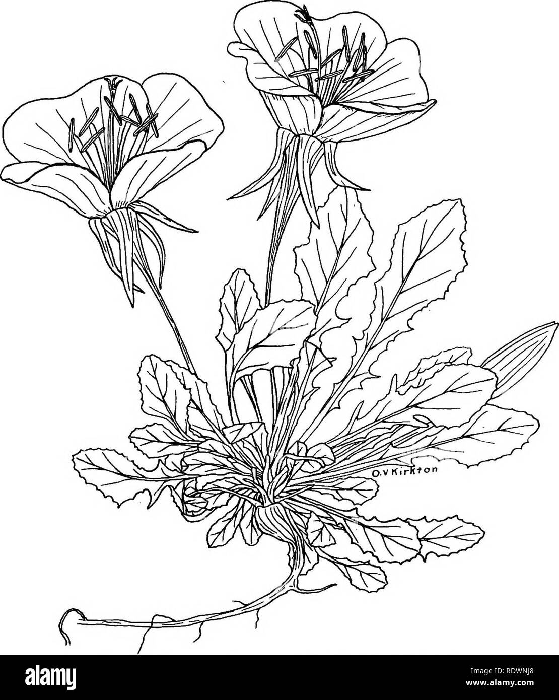 . Fiori e alberi di Colorado. La botanica. COLORADO fiori selvatici. Fig. 7.-Evening Primerose (Pachylophus caespitosus) Ci sono molti tipi differenti di sera primule in Colorado,' la maggior parte di essi che si verificano sulle pianure ma "alcuni che si estende ai piedi della montagna. Essi spesso riempire campi abbandonati dopo la maniera di tarassaco, fioritura profusamente nella tarda primavera o dell'estate. Questa specie ha fiori di colore rosa, ma alcuni tipi sono un profondo giallo arido altri sono di colore bianco. (Uno-mezza dimensione naturale.). Si prega di notare che queste immagini vengono estratte dalla pagina sottoposta a scansione di immagini che possono essere state dig Foto Stock