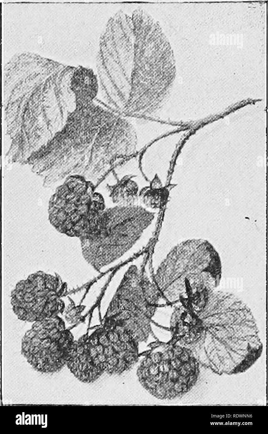 . La scienza della vita vegetale, una scuola di botanica il trattamento della pianta e la sua relazione con l'ambiente. La botanica. U. S. Dipartimento di Agricoltura Fig. 128. Avocado, o Alligator Pear, insalata di frutta ora essendo cresciuto nel sud della Florida e California.. U. S. lesto, GU L'agricoltura Fig. 129. Lamponi, un frutto che è costituito da una collezione di pistilli carnosa. di un fiore, in contrasto con quelle di gimnosperme sono sbarrato in un ovulary comunemente chiamato una cialda o capsula, come nel chicco, ippocastano, hickory dado, ed anguria. Il termine " Fiore " significa " nascosta o coperta se Foto Stock