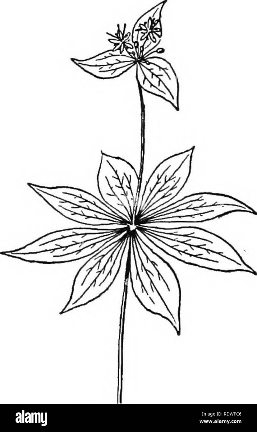 . La scienza della vita vegetale, una scuola di botanica il trattamento della pianta e la sua relazione con l'ambiente. La botanica. . Si prega di notare che queste immagini vengono estratte dalla pagina sottoposta a scansione di immagini che possono essere state migliorate digitalmente per la leggibilità - Colorazione e aspetto di queste illustrazioni potrebbero non perfettamente assomigliano al lavoro originale. Transeau, Edgar Nelson, 1875-1960. Yonkers-su-Hudson, N. Y. , World Book Co. Foto Stock