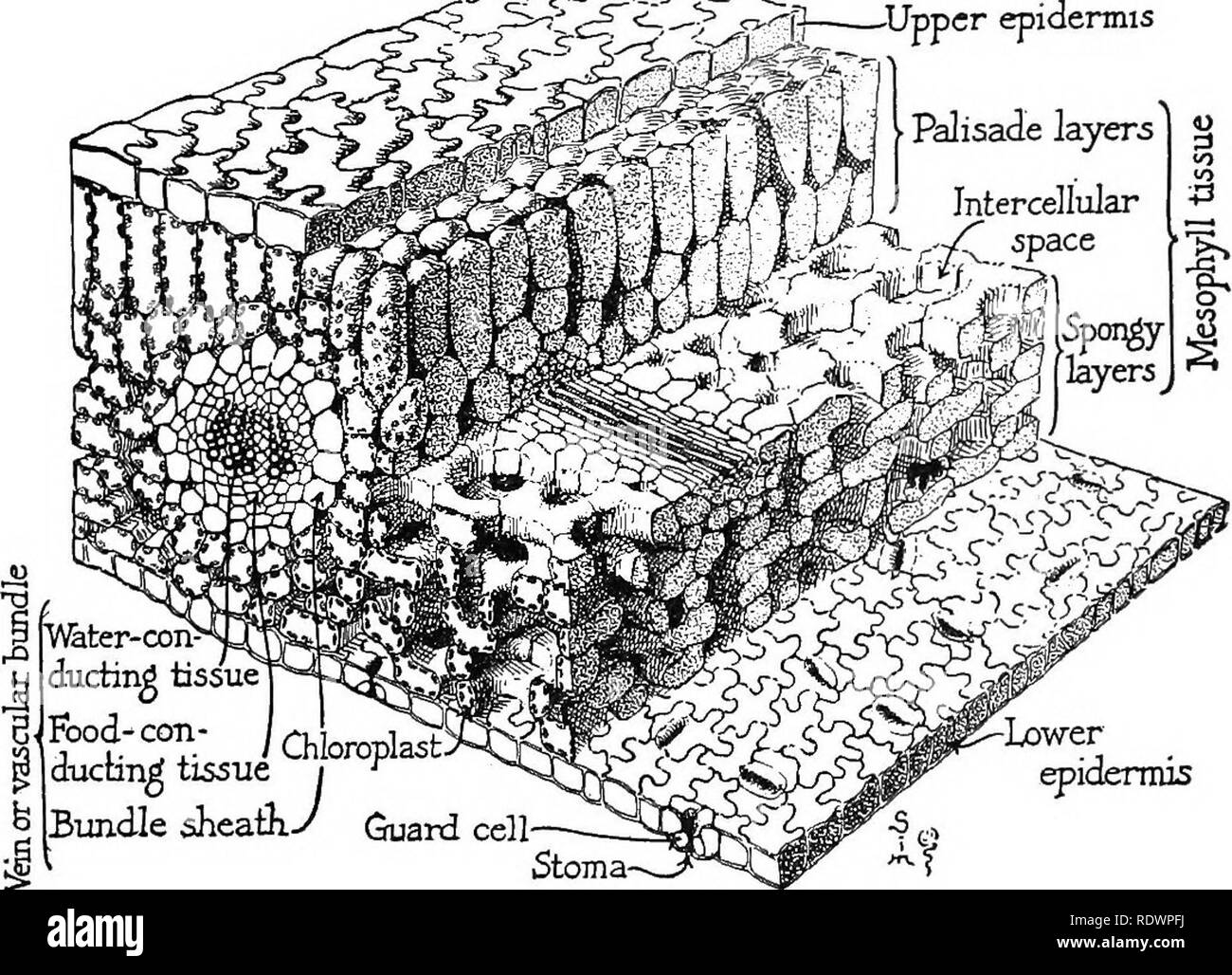 . La scienza della vita vegetale, una scuola di botanica il trattamento della pianta e la sua relazione con l'ambiente. La botanica. [8 Scienza della vita vegetale la foglia. Questo strato è chiamato la cuticola. È utile per la pianta perché acqua non passa attraverso esso facilmente, e '^â ¢=-icS^&lt;â'^ ^p epidermide superiore. V&amp;ter-i tessuti ductinS cibo; con- /Chbroplast: dtictin^ tessuto i '^ Bundle guaina.-/ â epidermide inferiore cella di guardia- Stoma- Fig. 12. Modello di un piccolo pezzo di foglia di vinca, mostrando cellule e tessuti. protegge la pianta da perdite d'acqua. Esso può essere confrontato con il rivestimento di smalto di tela cerata e agire Foto Stock