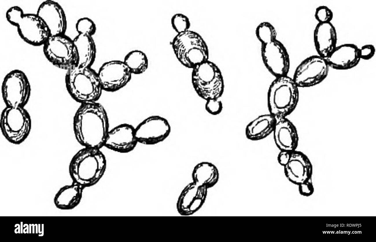 . Elementi di botanica. La botanica; Botanica. 228 ELEMENTI DI BOTANICA. sono stati collocati in una esile provetta e tenuto per due o tre minuti in una tazza di acqua bollente. Con un, molto piccolo coperchio in vetro, non più di â â§â pollici in diametro, può essere trovato possibile mediante la posa di pochi bit di blotting in carta o carta- board sul coperchio-vetro e premendolo contro la slitta per scoppiare alcune delle cellule colorate e così mostrano la loro sottile, incolore le pareti cellulari e i loro semi-fluido contenuto, protoplasma, quasi incolore nella sua condizione naturale ma ora macchiata dall'iodio. 278. Esperimento 33. Il lievito può crescere in puro Foto Stock