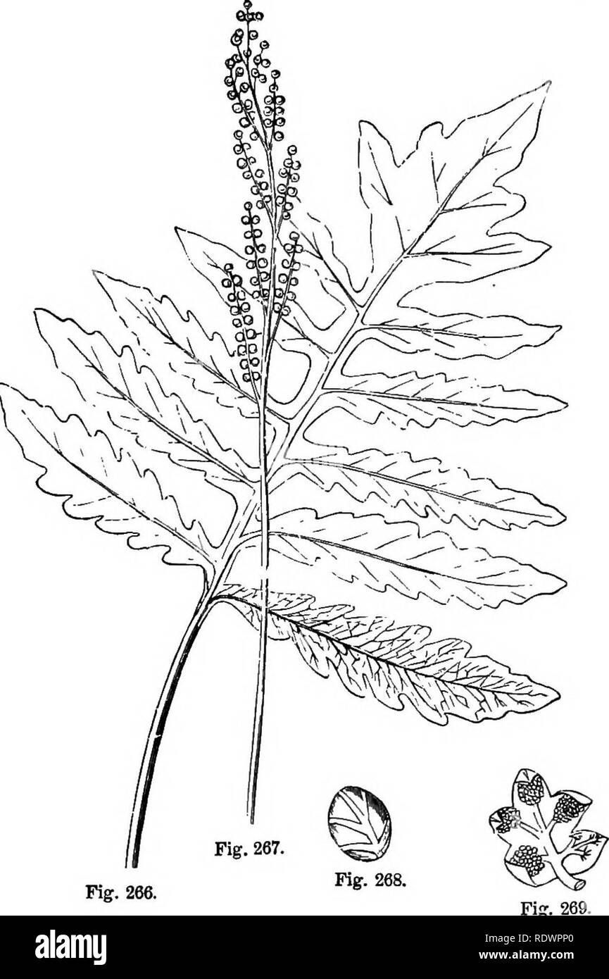 . Il frequente di piante selvatiche del Canada. Una flora per l uso dei principianti. La botanica. Felci. 255 lobi venature è rappresentato. Qui le vene non sono gratuite ma in quanto essi formano un net-lavoro sono detto di essere reticolato. Si avrà un aspetto ia vaiu su questo frond per frutta-puntini, ma accanto ad esso cresce. Fig. 266. un altro, molto diverse nell'aspetto,-in modo diverso che farete fatica a credere di essere un frond a tutti. Essa è mostrata in Fig. 267. Si tratta di due volte pinnate, pinnule essendo piccoli corpi globulari, uno del. Si prega di notare che queste immagini vengono estratte dalla pagina sottoposta a scansione di immagini che possono essere state d Foto Stock