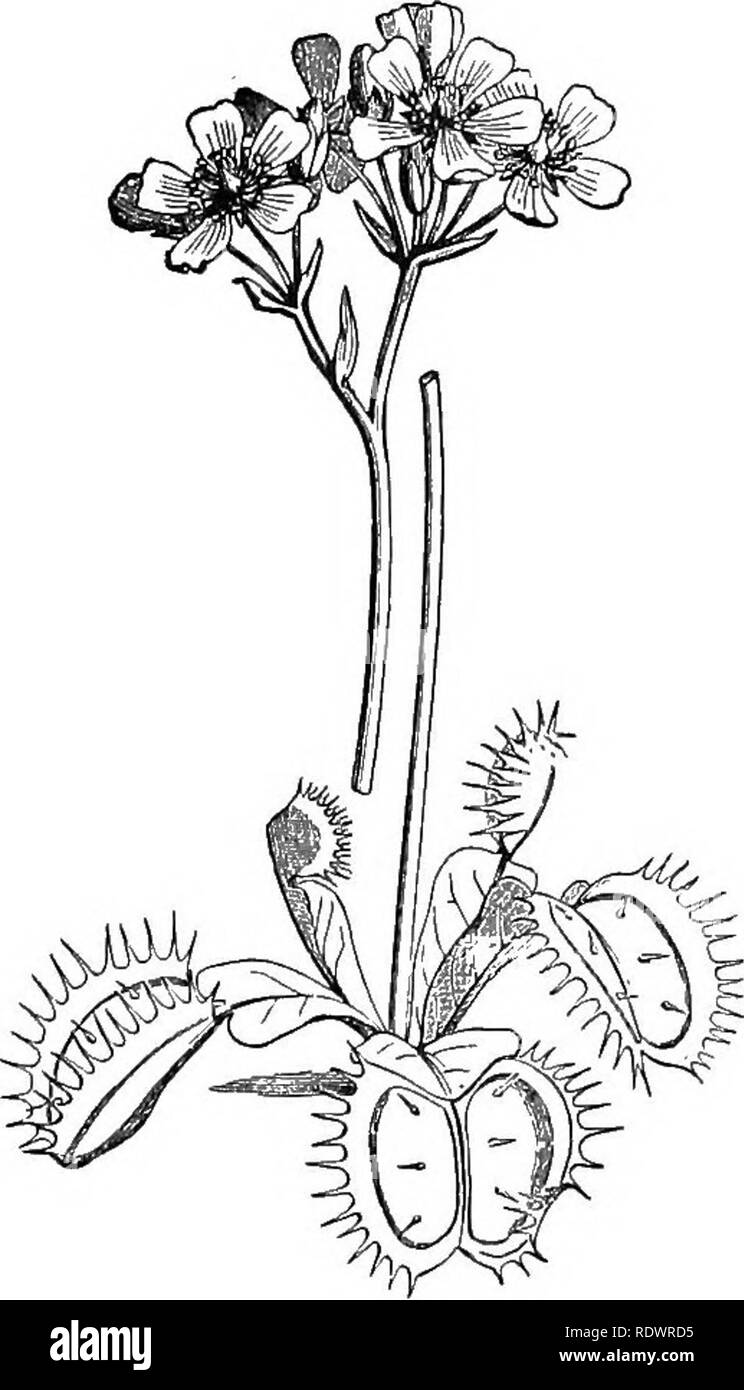 . Elementi di botanica. La botanica; Botanica. 106 elementi di botanica. In Venus flytrap", che cresce nelle regioni di sabbia orientale della Carolina del Nord, il meccanismo per la cattura di insetti è ancora più notevole. Le foglie, come mostrato in Fig. 95, terminano con una porzione a cerniera che è circondato da una frangia di setole rigide. Sul lato interno di ciascuna metà della trappola crescere tre peli corti. La trappola è talmente sensibile che quando i peli sono toccati si chiude con uno scatto e molto generalmente riesce a captur- ing fly o altro insetto che è spuntata. L'insetto imprigionato e poi muore e viene digerito, Foto Stock