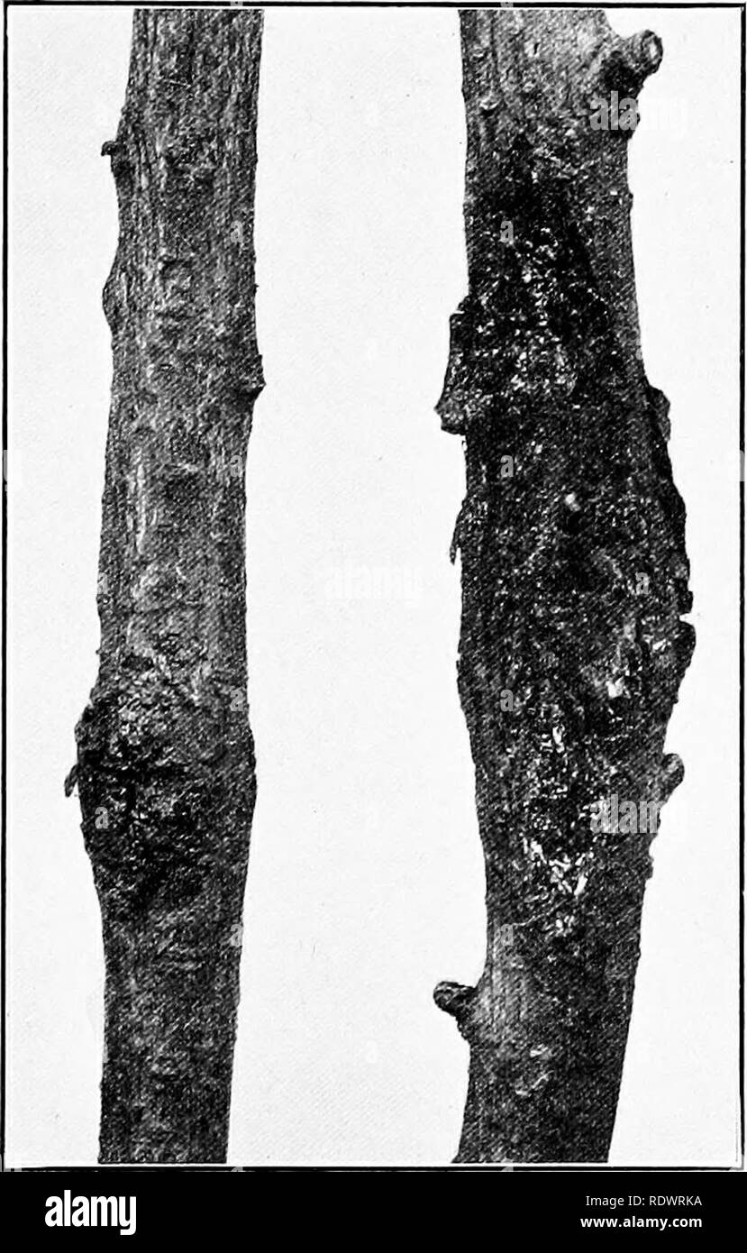 . Azienda agricola orticoli, preparata specialmente per coloro che sono interessati in home page oppure orticoltura commerciale. Giardinaggio di vegetale; frutti-coltura. Insetti del pesco 273 di solito il larvii? Limitare il loro lavoro per il tronco o le radici dell'albero, ad una breve distanza al di sotto della superficie del terreno, ma di tanto in tanto si trovano a 5 o 6 pollici al di sotto del suolo. Quando il larvie sono cresciuto lasciano le loro tane e gli spin di un bozzolo, uscente come insetti adulti in tre o quattro settimane. Fig. 117.-batteriosi vascolare sull'arto del pesco. Il solo metodo sicuro per il controllo di questo insetto è scavare le larve Foto Stock