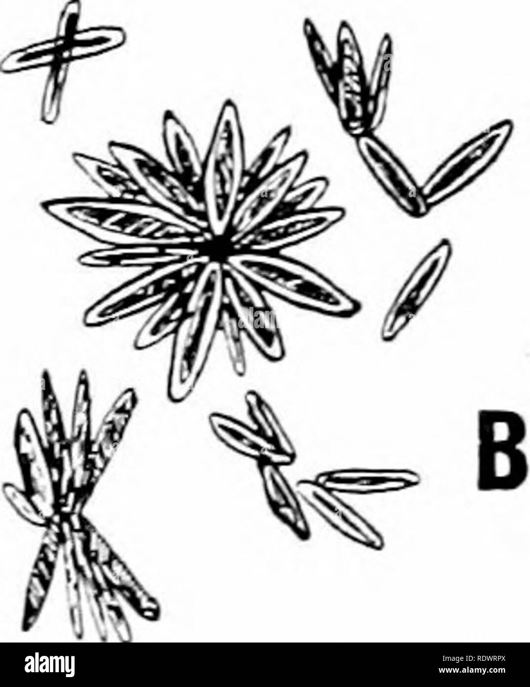 . Una introduzione alla struttura e la riproduzione delle piante. Anatomia vegetale; piante. Fig. 22.-Osazones. Un, di glucosio; B, di maltosio (dopo Plimmer) di fenilidrazina h^'drochloride in gh'cerine ^^-ITH che una goccia di una soluzione di acetato di sodio in gtycerine (appendice II) è mescolata accuratamente. La preparazione viene riscaldato per circa mezz'ora (anche se un periodo di tempo più lungo è spesso necessario) e aUowed per raffreddare. La fenilidrazina reagisce ^•ith molti degli zuccheri per formare insolubili Cr giallo^'staUine composti, noto come osazones. Il glucosio e il fruttosio producono lo stesso osazone, la cui cristalli appaiono Foto Stock