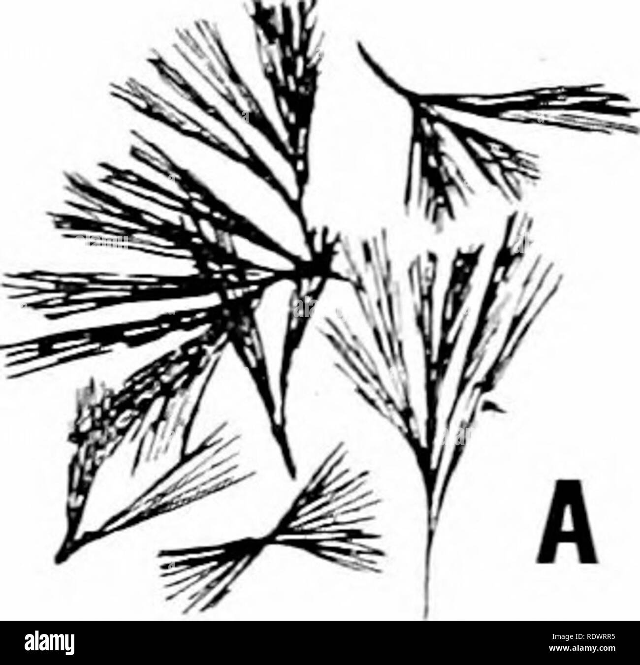 . Una introduzione alla struttura e la riproduzione delle piante. Anatomia vegetale; piante. Zuccheri 47 un'enz3'me maltase con la produzione di due molecole di glucosio. Gli zuccheri sono facilmente distinguibili uno dall'altro da alcune reazioni di caratteristica. Così il glucosio, fruttosio, maltosio e tutti ridurre Fehling (che contiene ossido rameico, appendice II) con formazione di un precipitato rosso di ossido rameoso e consequentlv sono noti come zuccheri riducenti. Il saccarosio è invece uno zucchero non riducente, dando nessun precipitato con liquido di Fehling, fino a che non sia stato invertito da b Foto Stock