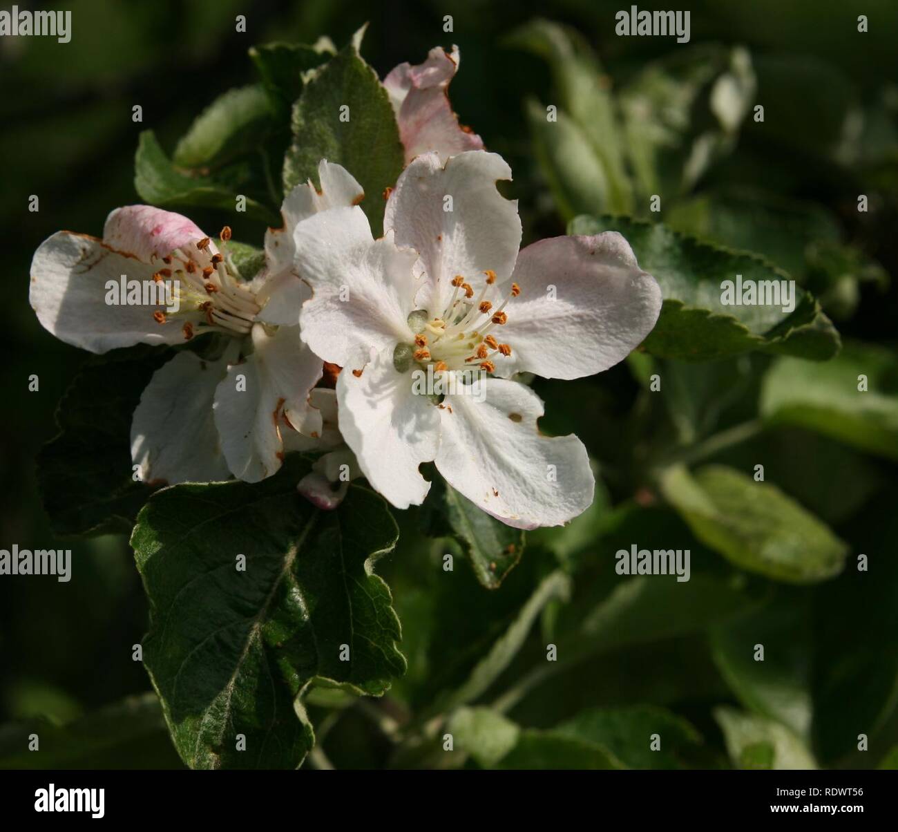 Apple Blossom Rheinischer Winterrambur. Foto Stock