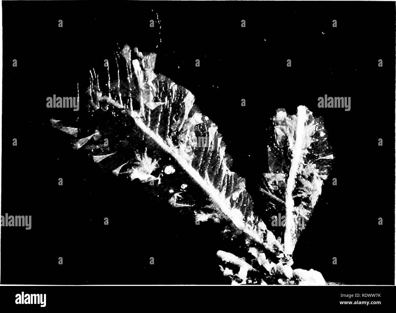 . Piante Flowerless: come e dove crescono. Alle crittogame. Una delle più piccole alghe brune {C/aJost.flnis -vrtldil.UCI]. Un bel rosso alghe i/Vfoi.v™ m"&GT;","","). Si prega di notare che queste immagini vengono estratte dalla pagina sottoposta a scansione di immagini che possono essere state migliorate digitalmente per la leggibilità - Colorazione e aspetto di queste illustrazioni potrebbero non perfettamente assomigliano al lavoro originale. Bastin, S. Leonard. Londra, New York [ecc. ] Cassell e Co. , Ltd Foto Stock