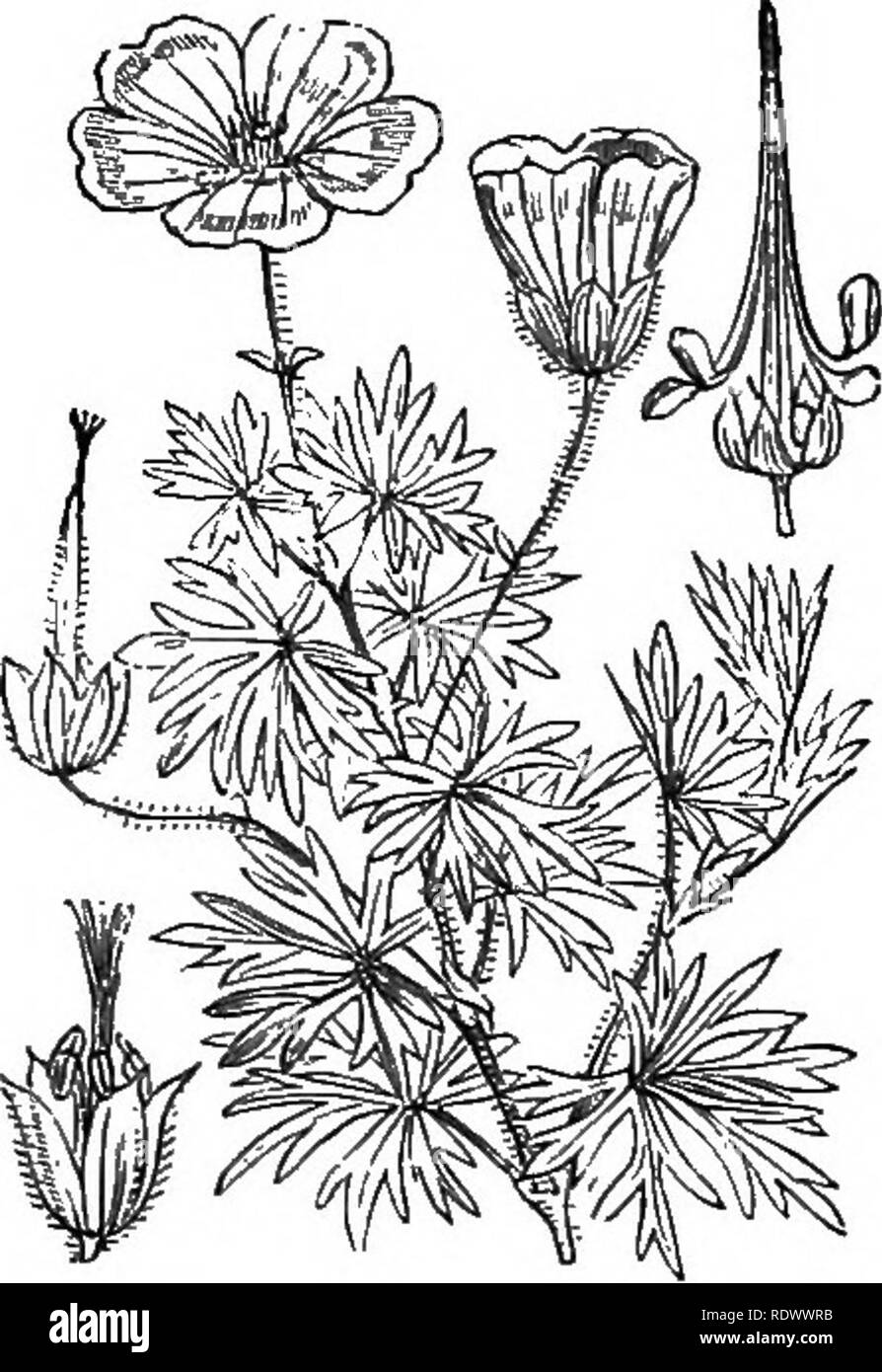 . Le illustrazioni della flora britannica: una serie di incisioni in legno, con le dissezioni, britannica di piante. La botanica; Botanica. I. TAa/amifiorcE] XX. GKRANIACE^. 5". Si prega di notare che queste immagini vengono estratte dalla pagina sottoposta a scansione di immagini che possono essere state migliorate digitalmente per la leggibilità - Colorazione e aspetto di queste illustrazioni potrebbero non perfettamente assomigliano al lavoro originale. Fitch, W. H. (Walter Hood), 1817-1892; Smith, George Worthington, 1835-1917; Bentham, George, 1800-1884. Handbook of British flora. Londra, L. Reeve Foto Stock
