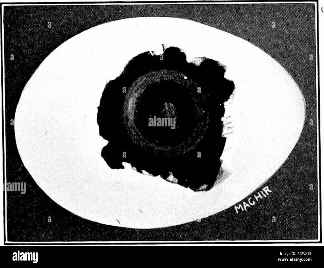 . La produzione di pollame. Il pollame. La incubazione dell'Ego 169 è anche vero. Se la temperatura è un po' al di sopra di 103° F., germinazione procede più rapidamente. Per esempio, ventiquattro ore a 104° F. a 107° F. dà un pulcino che è uguale allo sviluppo per uno incubate per tre giorni a 103° F. appena dopo la posa come l'uovo è collocato in corrispondenza di una normale incu- macerazione temperatura, la divisione cellulare procede rapidamente, e le cellule formano essi stessi in tre strati che, da senza all'interno, sono denominate ectoderm, mesoderma, endoderma e. Questi tre strati sono gli inizi di tre distinc Foto Stock
