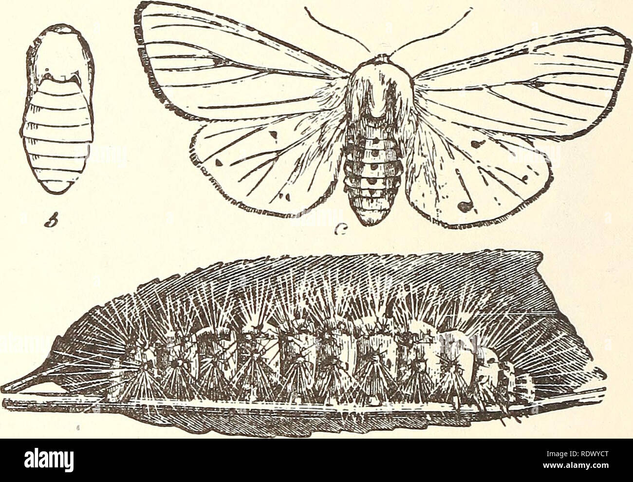 . Entomologia economica per l'agricoltore... 266 un livello economico entomologia. al marrone o rossiccio, talvolta anche tracce nerastre, i capelli essendo dei colori indicato e la superficie del corpo difficilmente visibili. Il più comuni di tutti, forse, è la Spilosoma virginica, o "bianco ermellino tarma" e questo è biancastro o giallastro, processo di produ- zione di un bianco di neve, Tarma, le ali di un po' di nero, punteggiata dai lati dell'addome e gambe anteriori giallo. Un'altra specie visto spesso strisciando su durante il tardo autunno è Pyrrhardia isabella^ e Fig. 287..: Spilosoma virgmica, il bianco ermellino moth.-a, larva ; b, Foto Stock