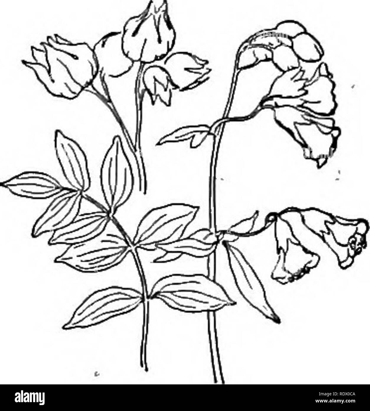 . Una molla flora per le scuole superiori. La botanica. Phlox; a, P, divaricata; b^ P. bifida. calice-denti . awl-sagomato; lobi delle pale-viola corolla 2-schisi a o al di sotto della metà, le divisioni oblunga lineare&GT;. Â â ¢ terreno sabbioso. Maggio e Giugno. POLEMONIUM perenni, con alter- nate pinnate foglie, fiori in corymbs, sta- mens inserita al vertice della molto breve del tubo del aperto a forma di campana corolla, e filamenti hairy a base. P. reptans, la scala di Giacobbe. Liscia o leggermente pubescent; lo stelo debole e diffusione; depliant S-è, ovali-lanceolate o oblungo; corymbs pochi a fiore, con annuendo fiori; Foto Stock