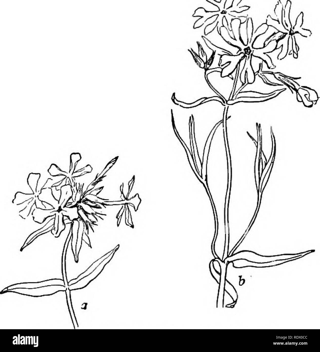 . Una molla flora per le scuole superiori. Botanica. io8 HYDROPHYLLACEAE (Famiglia WATERLEAF) P. bifida, schisi Phlox. Minutamente pubescent; gambi bassa, diffondere e ramificazione; foglie lineari, diventando quasi glabrous; fiori pochi su esili peduncoli; ^A. Phlox; a, P, divaricata; b^ P. bifida. calice-denti . awl-sagomato; lobi delle pale-viola corolla 2-schisi a o al di sotto della metà, le divisioni oblunga lineare&GT;. Â â ¢ terreno sabbioso. Maggio e Giugno. POLEMONIUM perenni, con alter- nate pinnate foglie, fiori in corymbs, sta- mens inserita al vertice della molto breve del tubo del aperto a forma di campana corolla, un Foto Stock