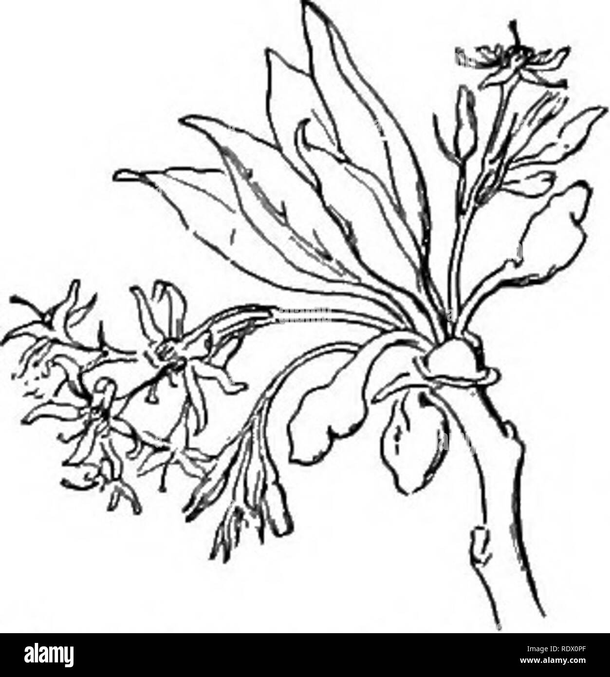 . Una molla flora per le scuole superiori. La botanica. 68 PAPAVERACEAE (Famiglia papavero) pistillate fiori hanno 6 corto rudimenti di stami e un ovoide ovaio. Il frutto è una drupa blu portati su di un club-pedicel sagomato. S. variifolium, sassofrasso. Alberi di 4-28 m. alto, con giallo-verde ramoscelli, foglie di forma ovale, intero, o alcuni di essi 2 o 3 con profilo a lobi. Fre- successivamente nei boschi. Aprile.. Sassofrasso variifolium. Sassofrasso. Benzoino un arbusto con fiori gialli in quasi sessili ombrella-simili raggruppamenti, che compaiono prima delle foglie. I cluster sono com- posti di piccoli gruppi ciascuno di 4-6 fiori e circondato da un invol Foto Stock